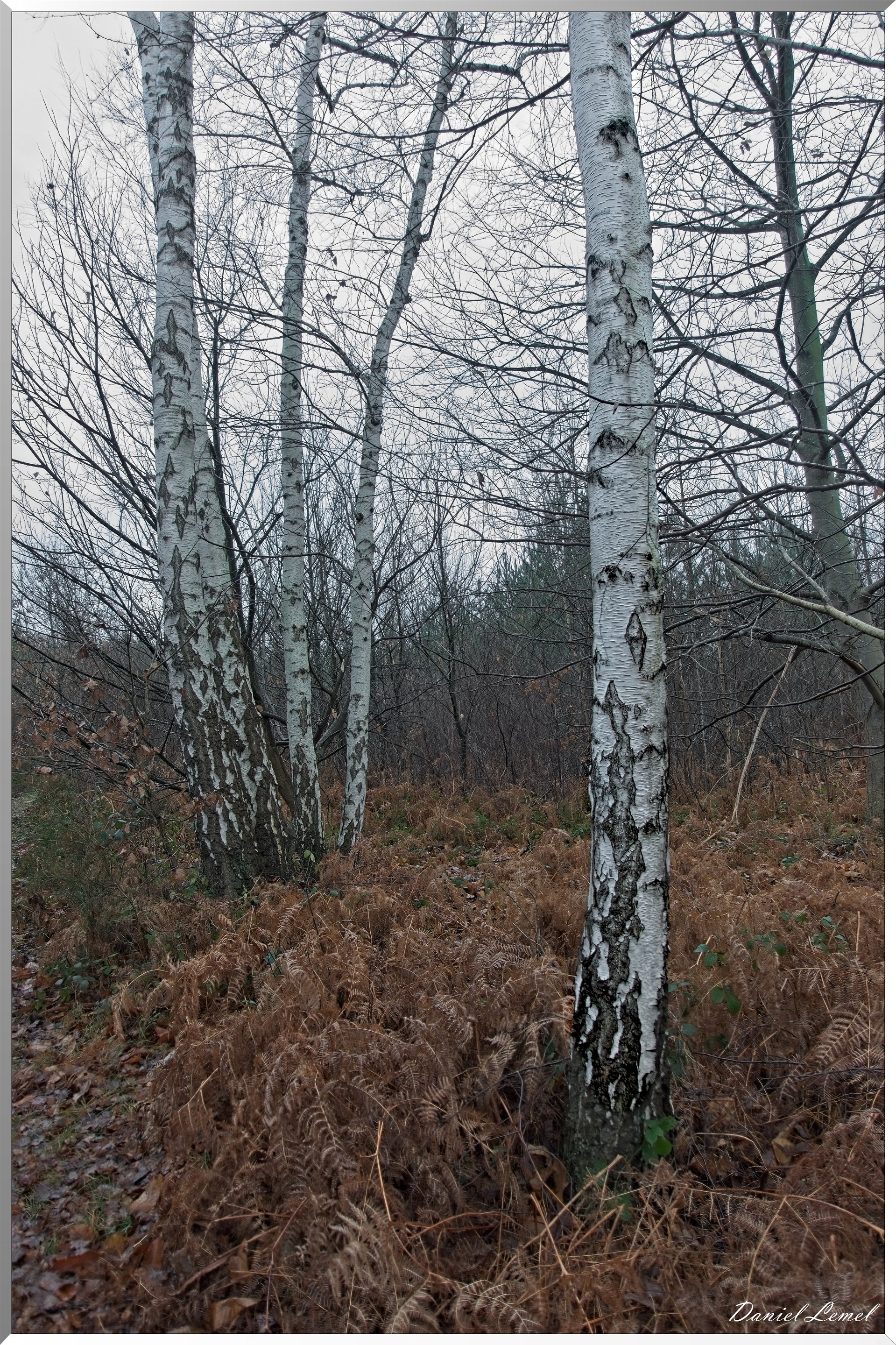 Forêt de Vernon