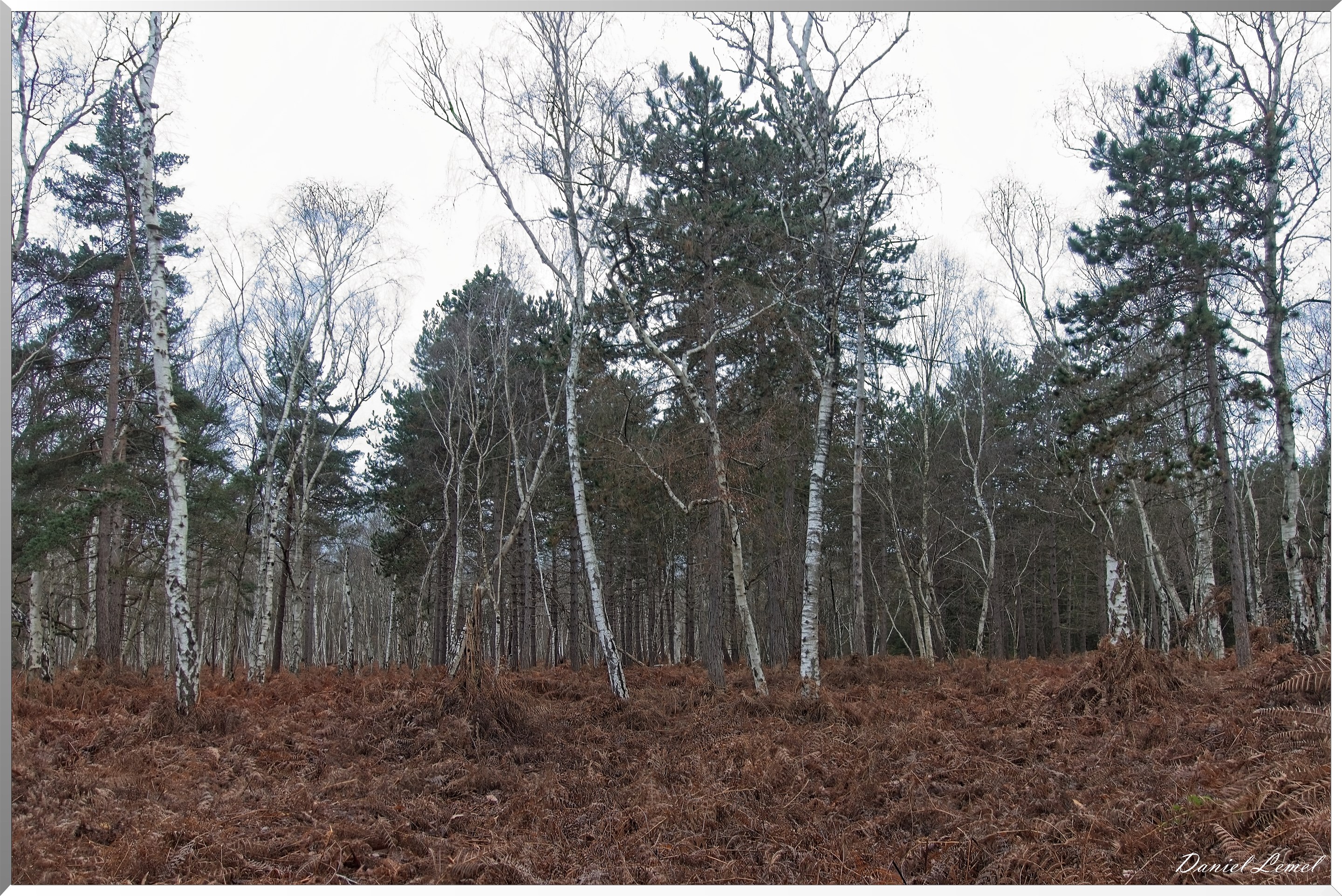 Forêt de Vernon