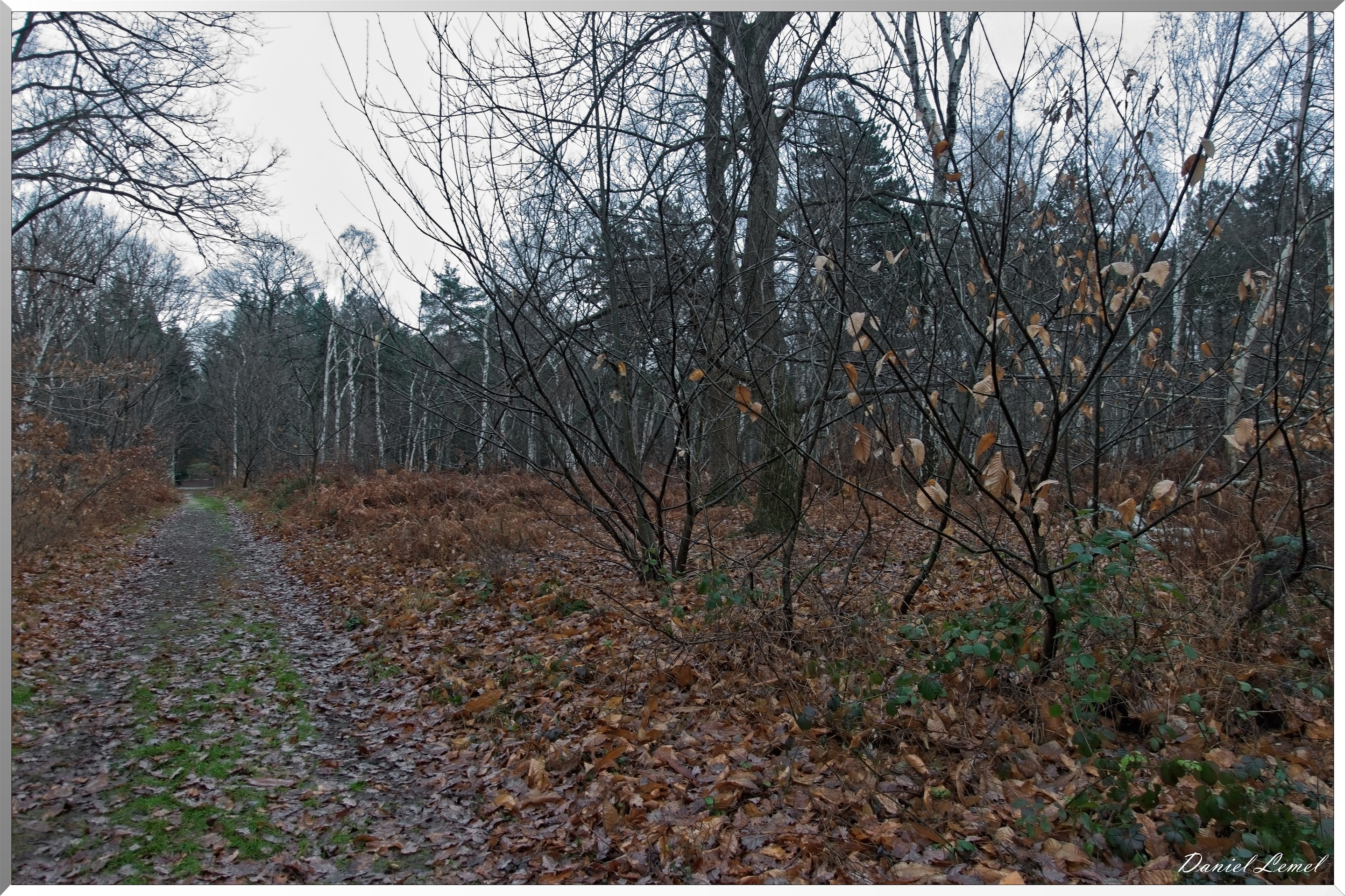 Forêt de Vernon
