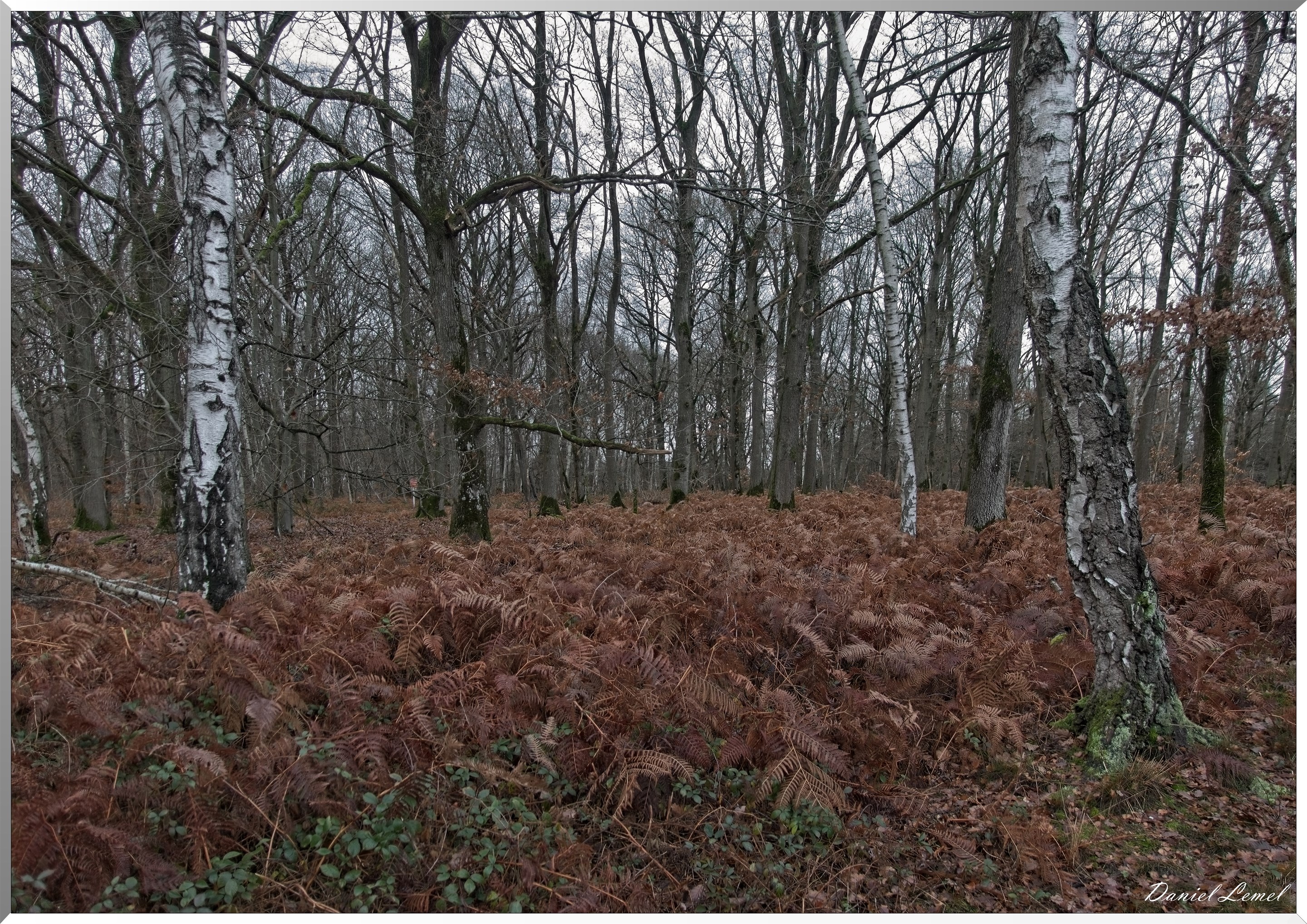 Forêt de Vernon