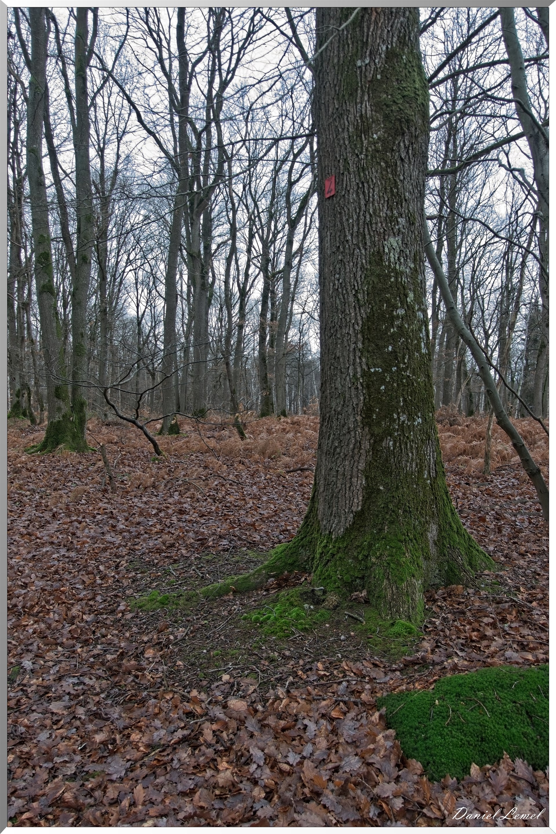 Forêt de Vernon
