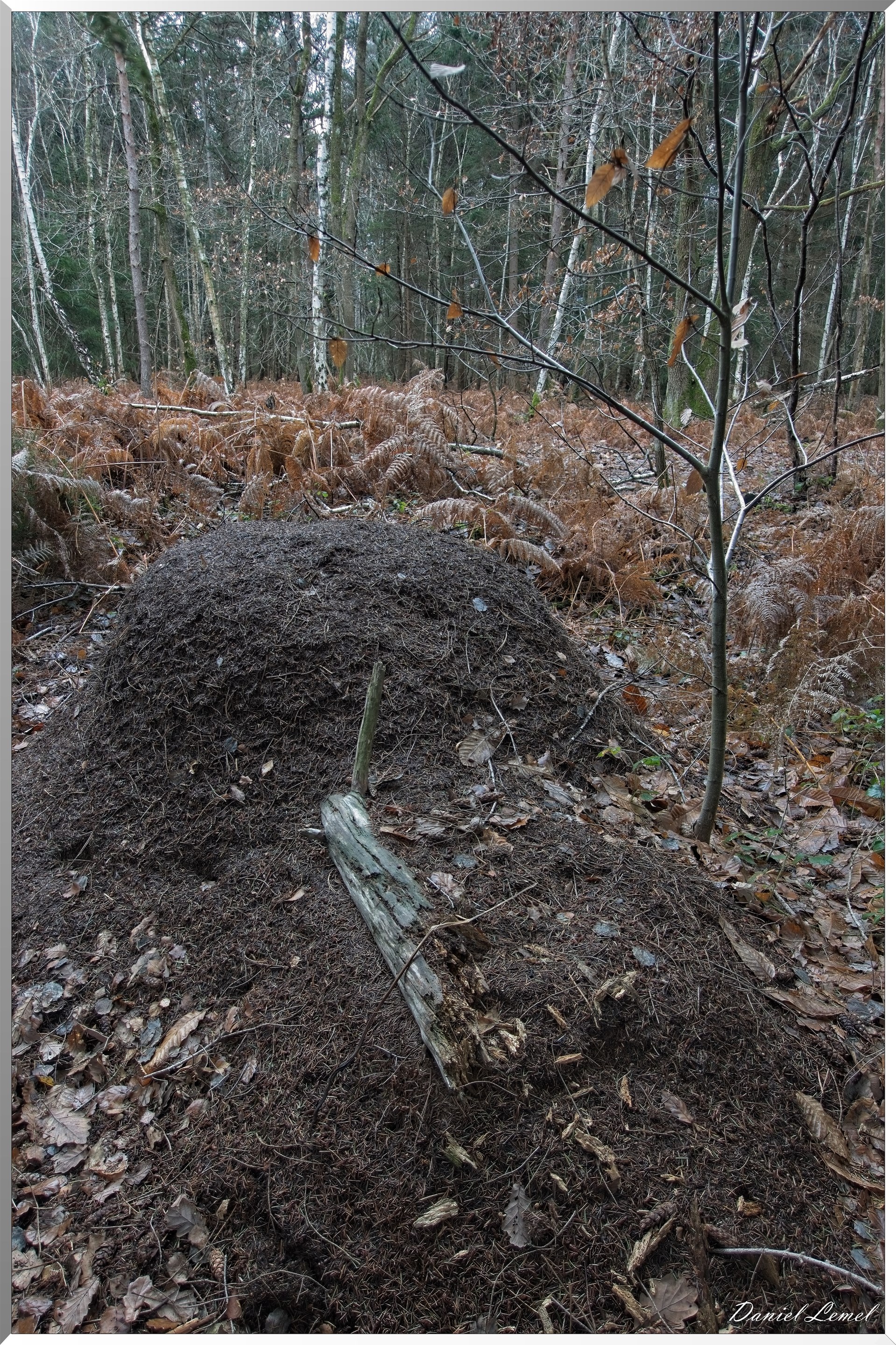 Forêt de Vernon