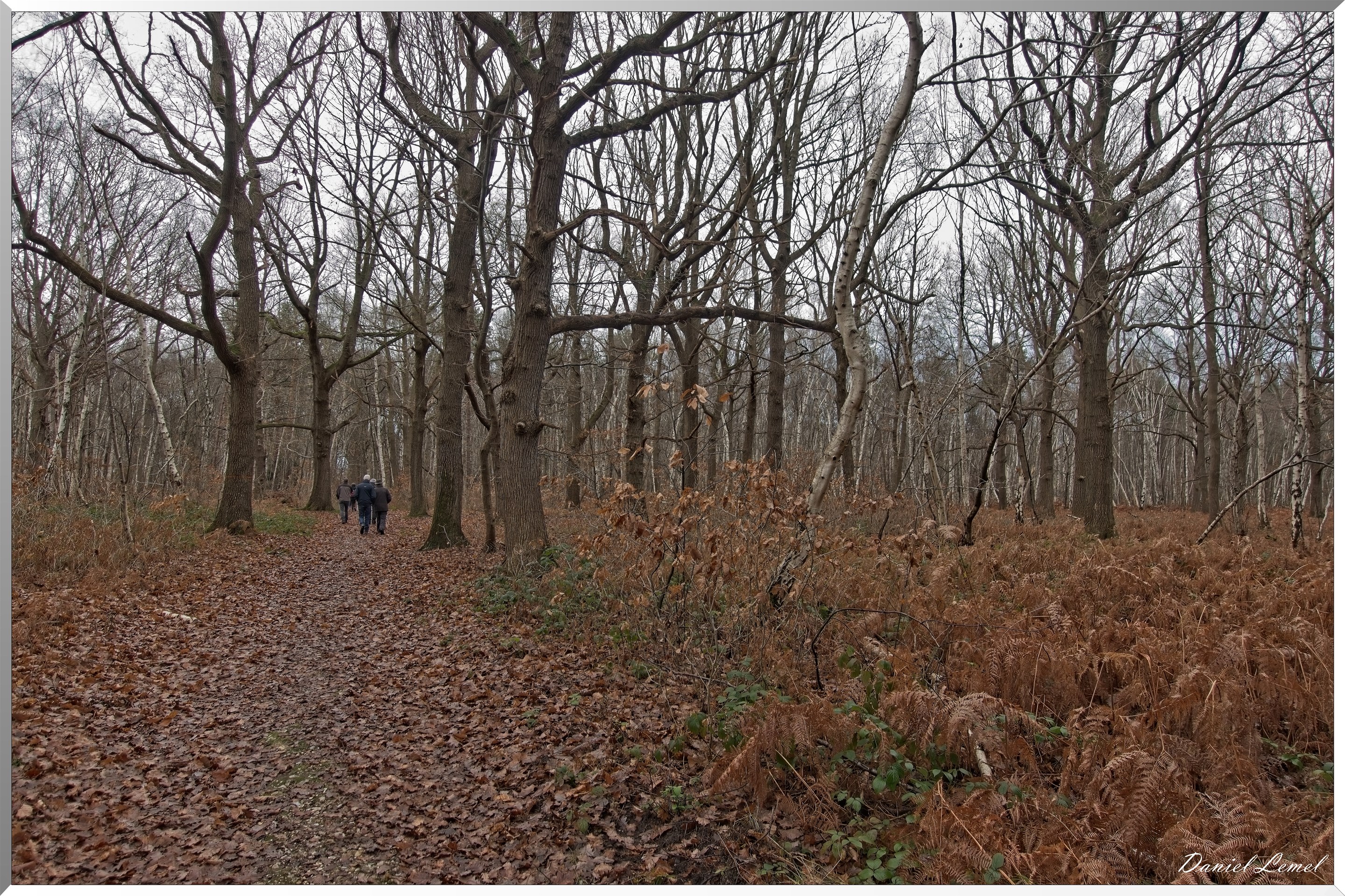 Forêt de Vernon