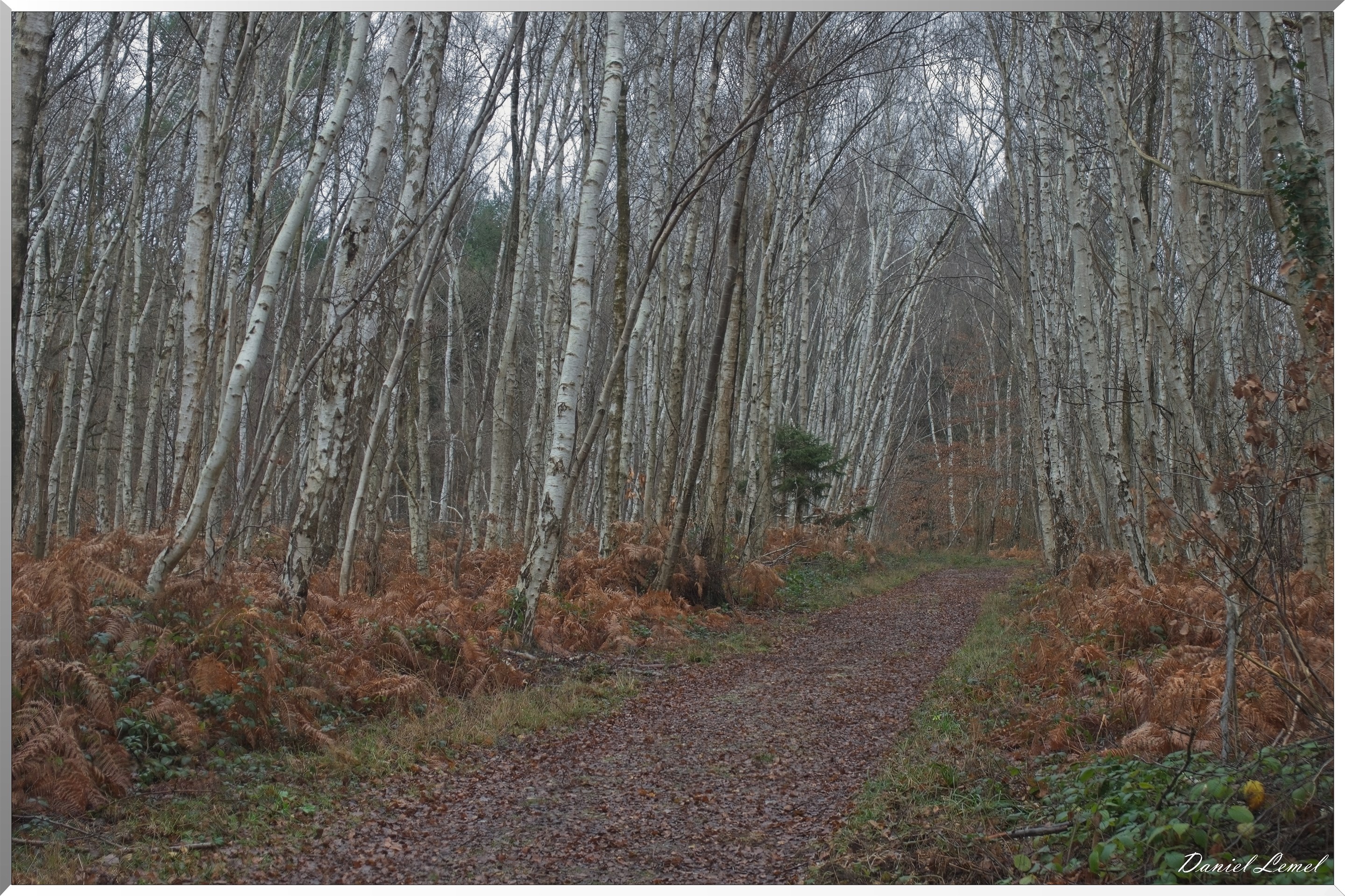 Forêt de Vernon