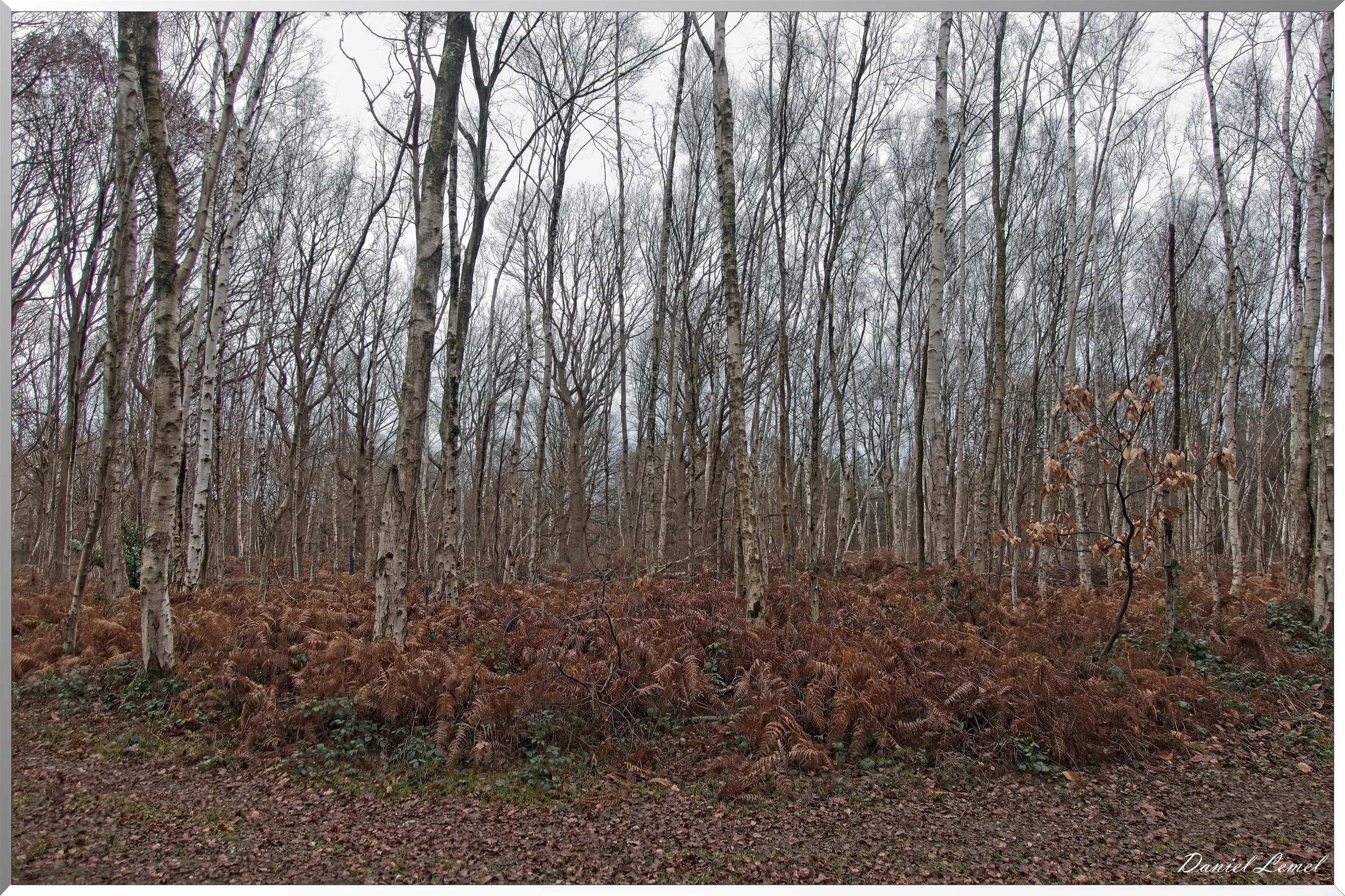 Forêt de Vernon