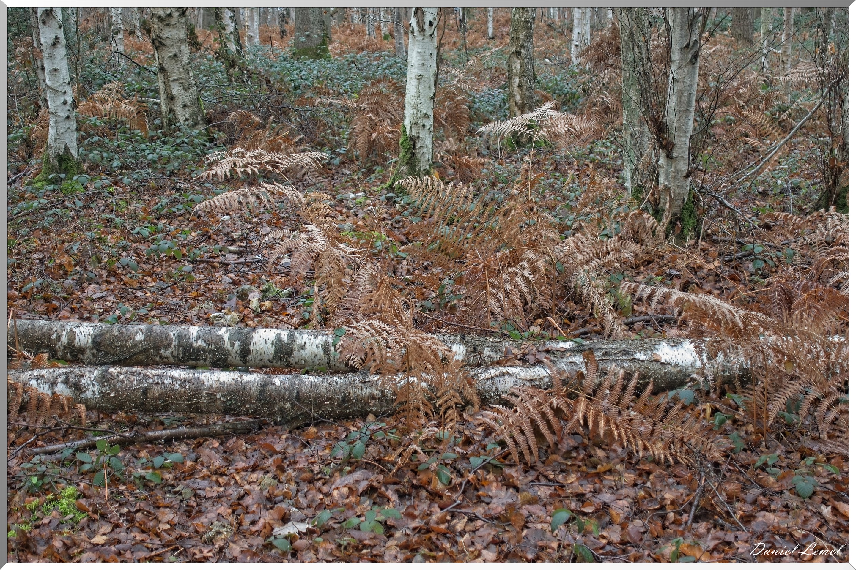 Forêt de Vernon