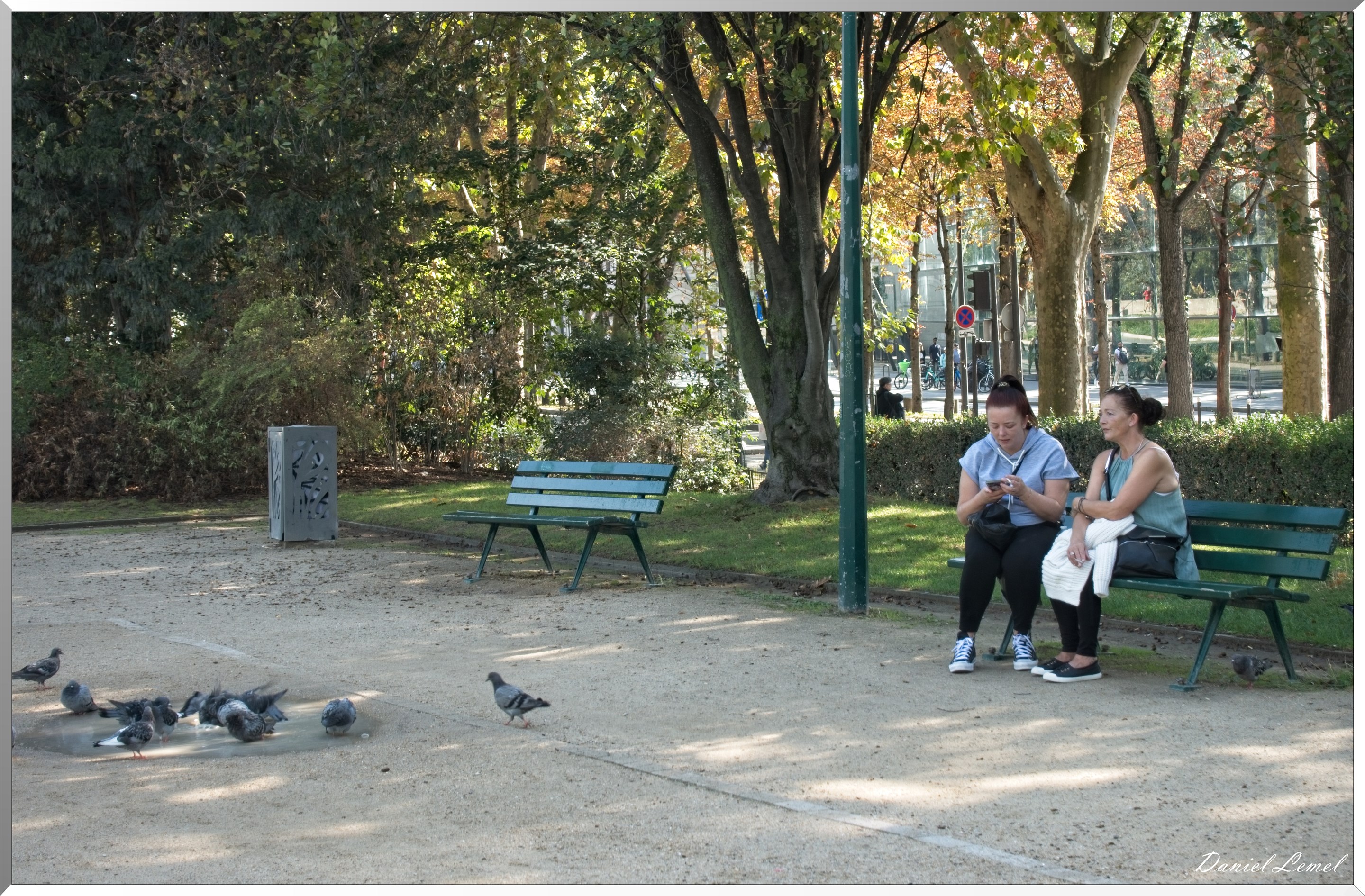 Pigeons