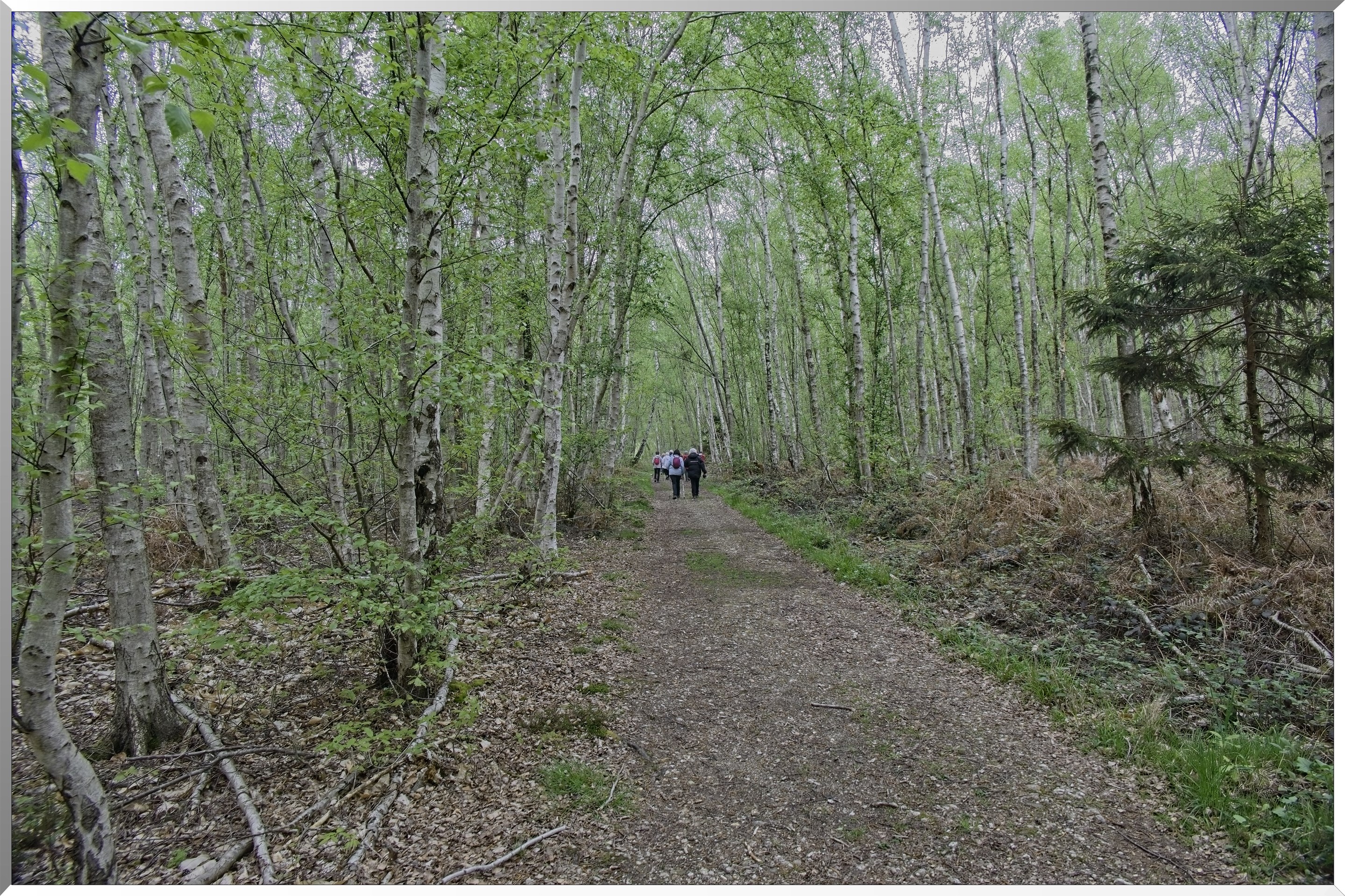 Forêt de Vernon