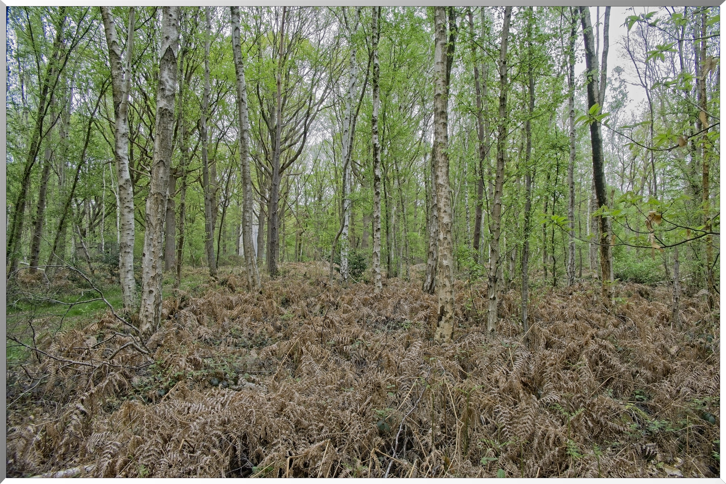 Forêt de Vernon