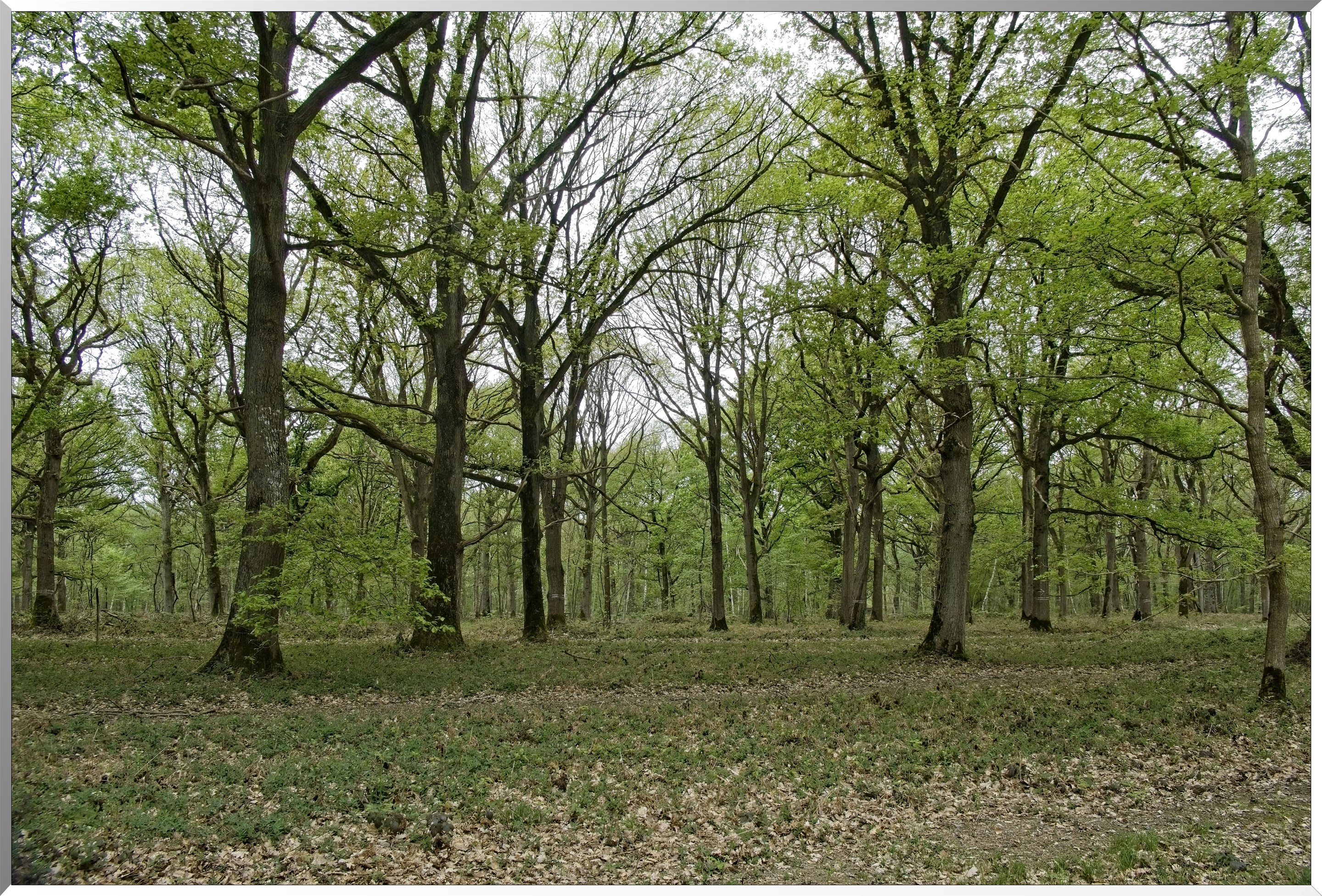 Forêt de Vernon