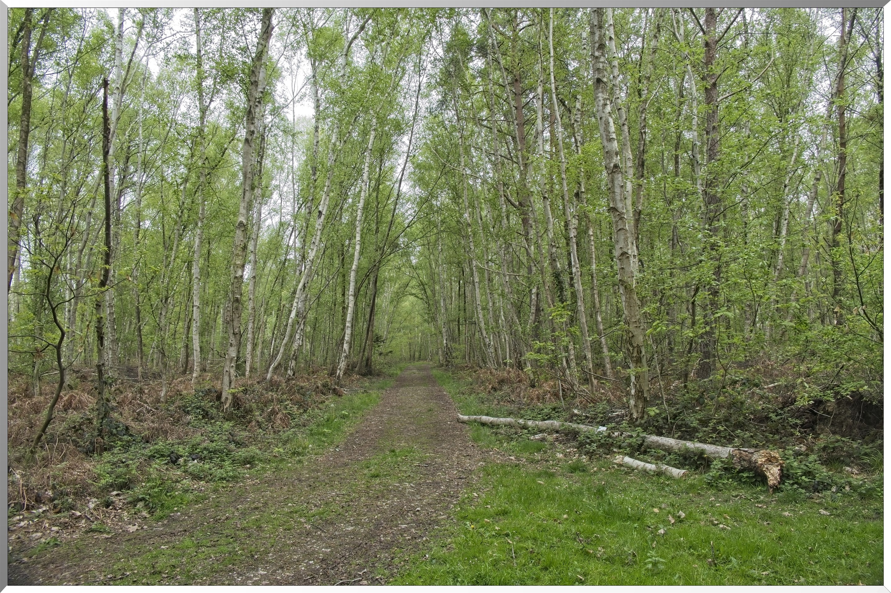 Forêt de Vernon