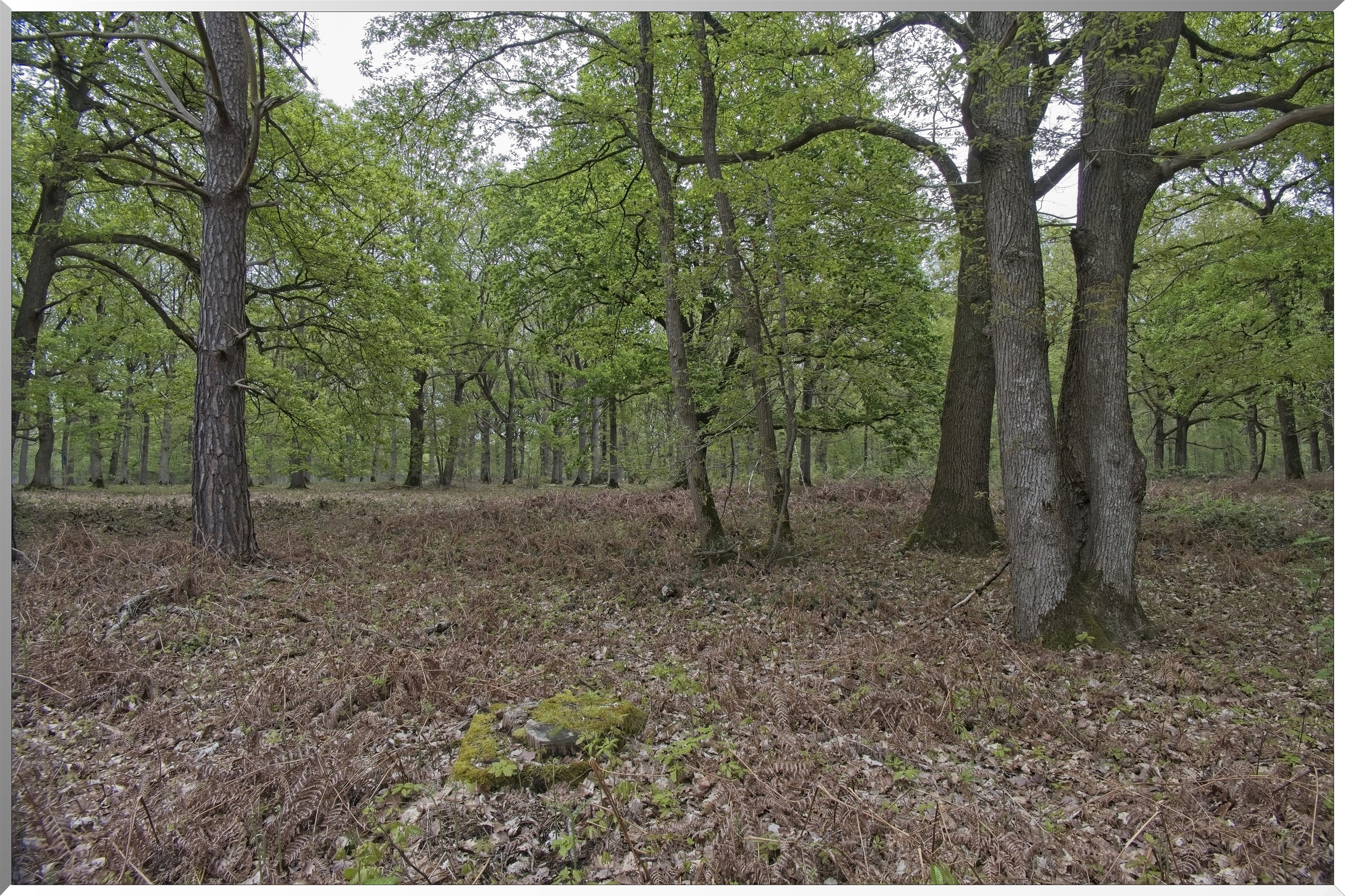 Forêt de Vernon