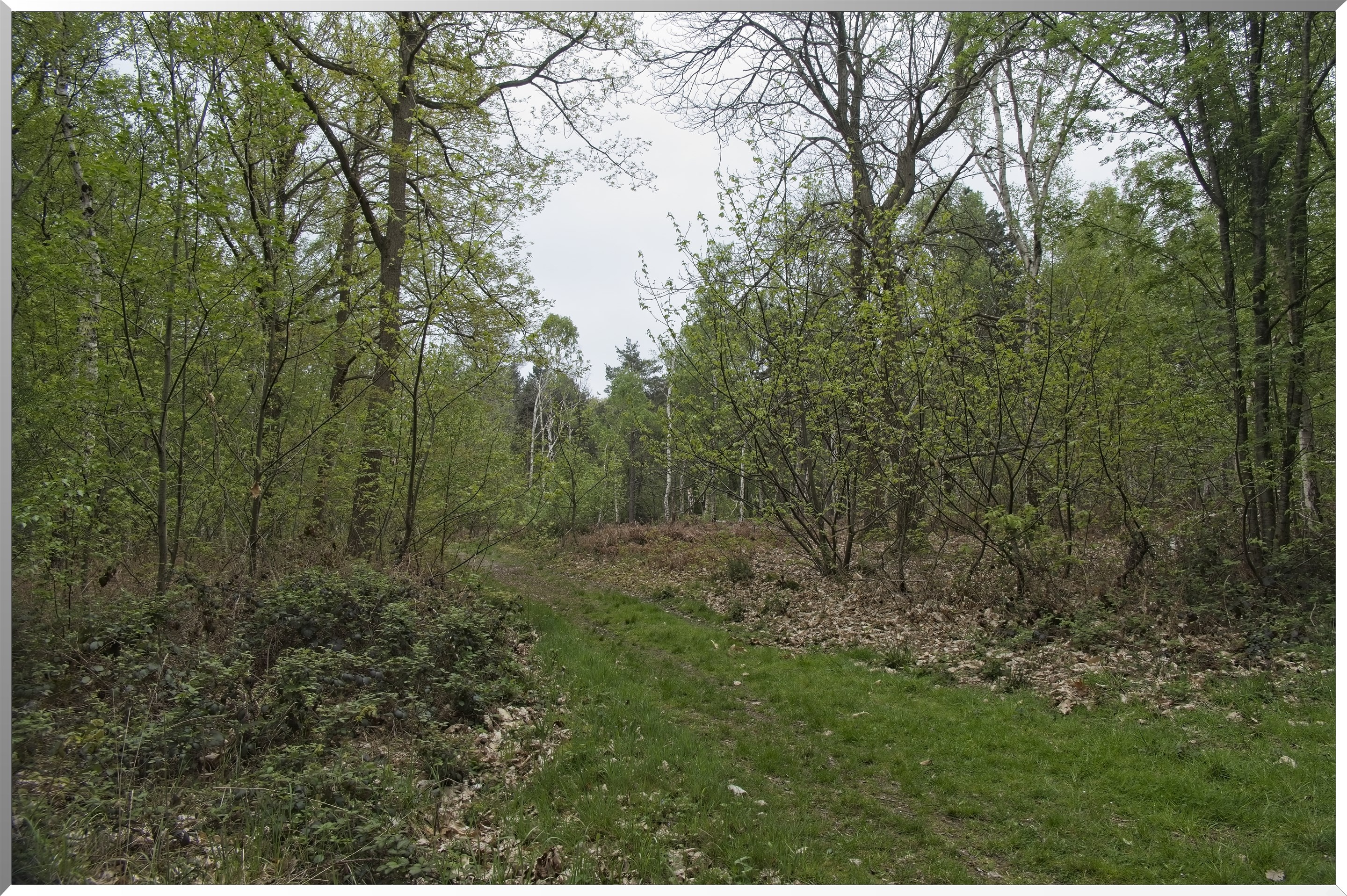 Forêt de Vernon