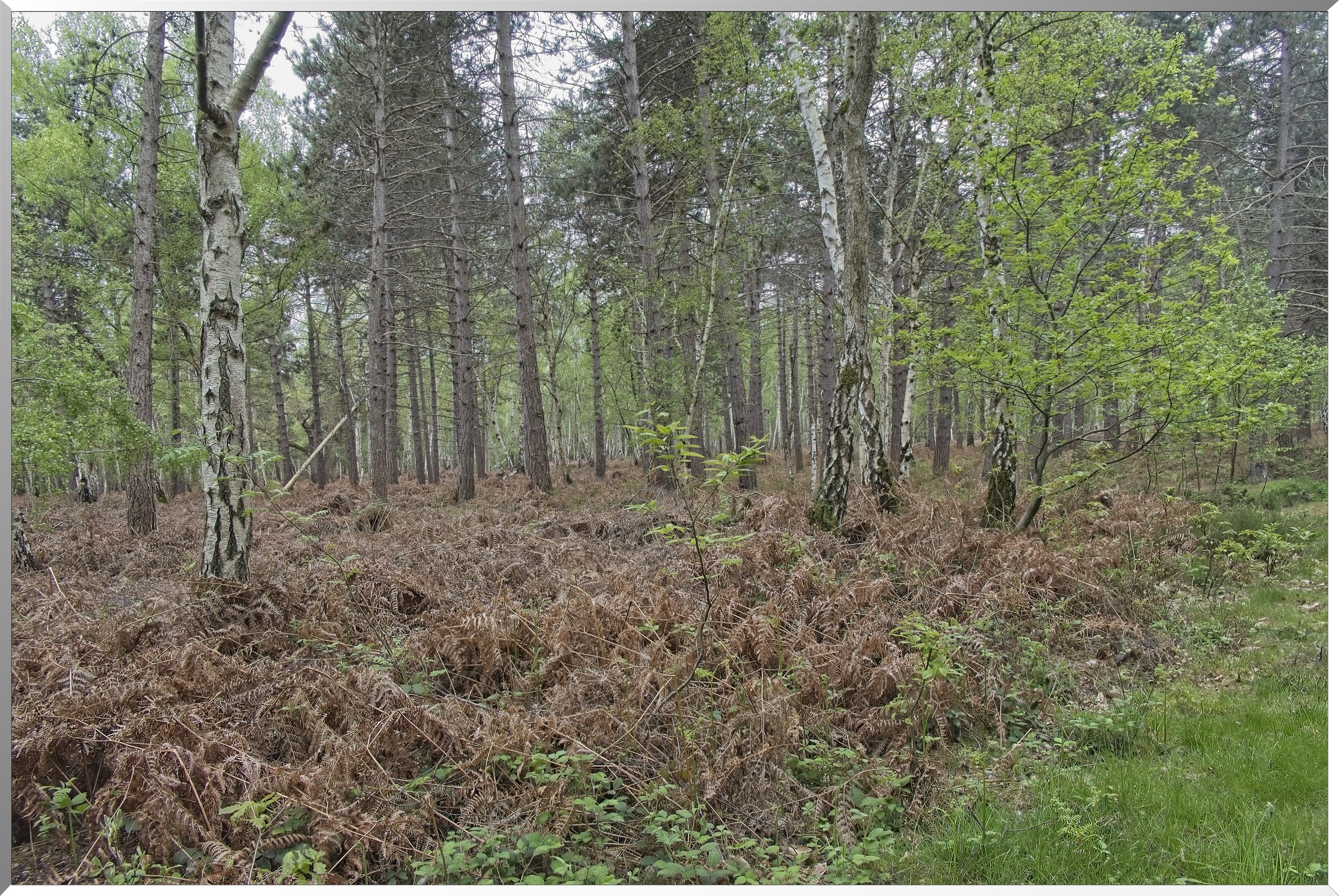 Forêt de Vernon