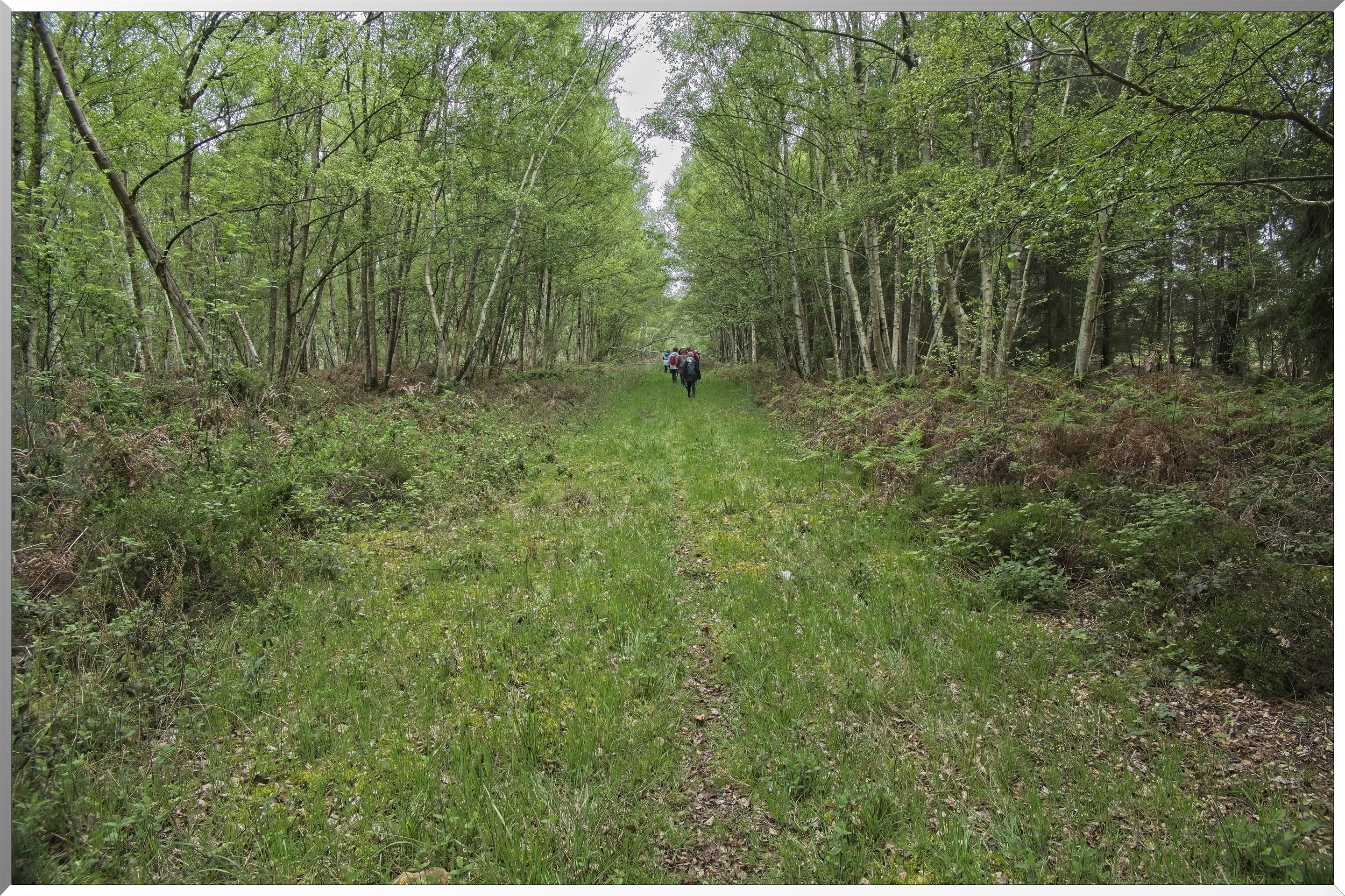 Forêt de Vernon