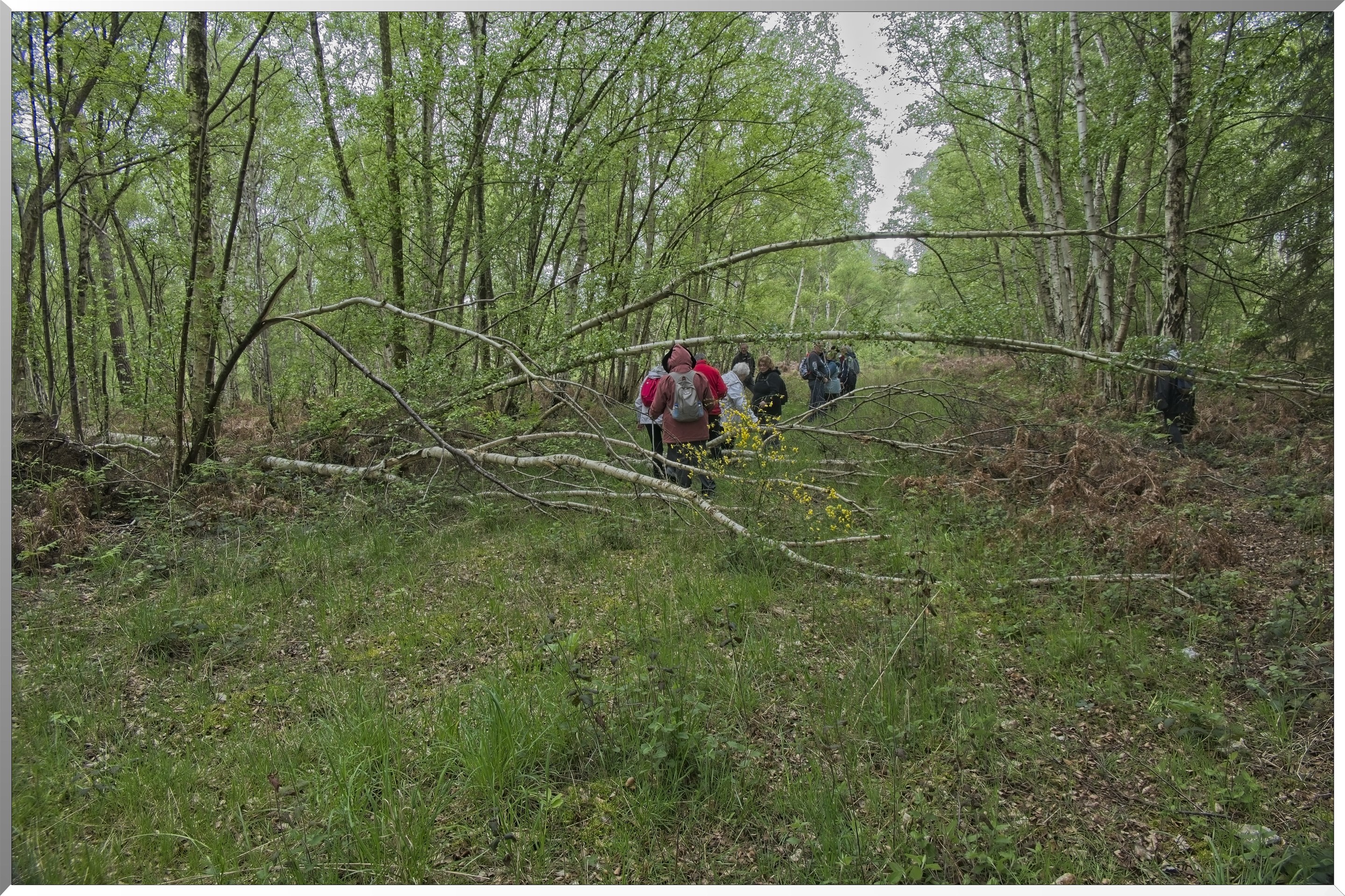 Forêt de Vernon