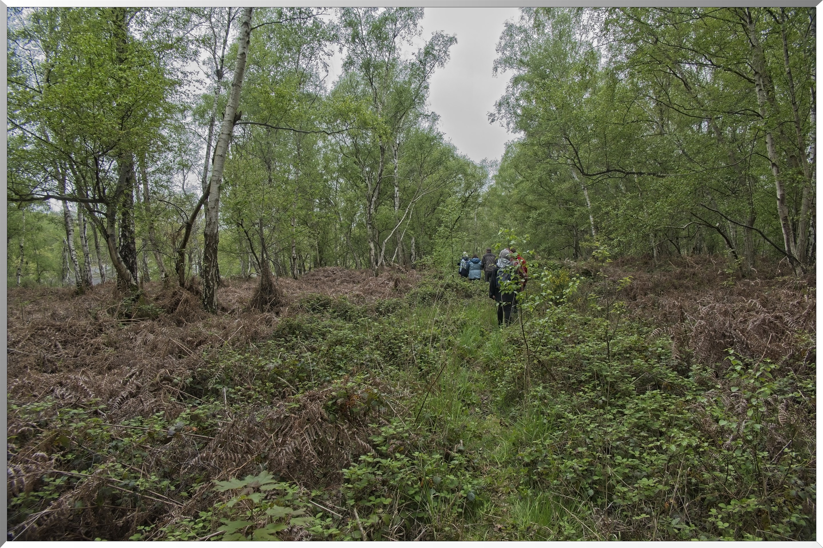 Forêt de Vernon