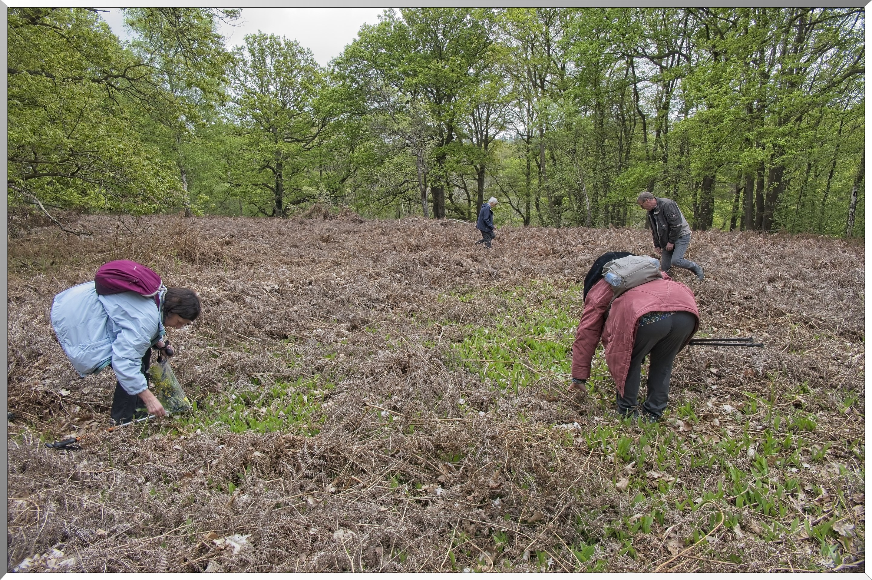 Forêt de Vernon