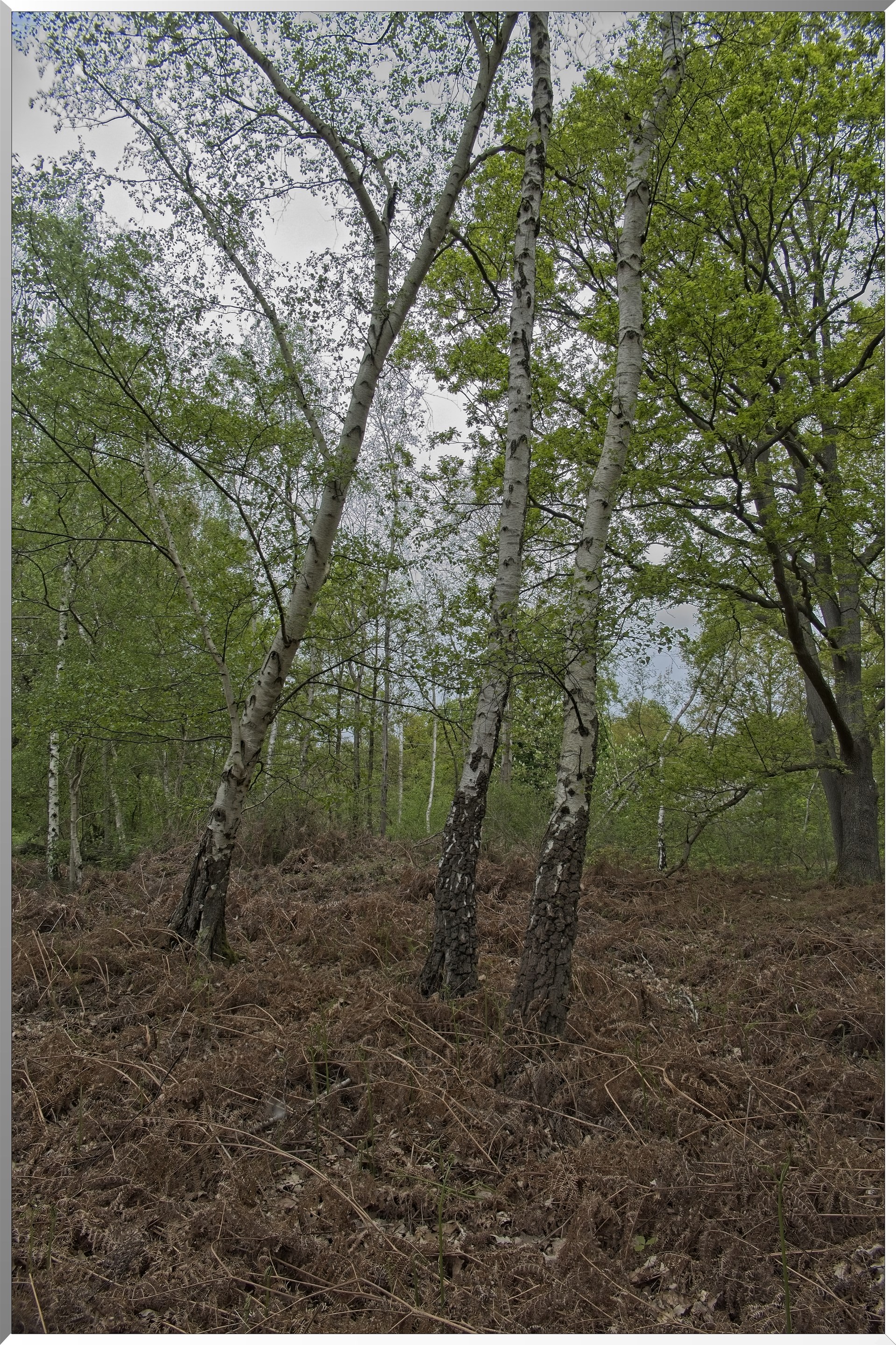 Forêt de Vernon