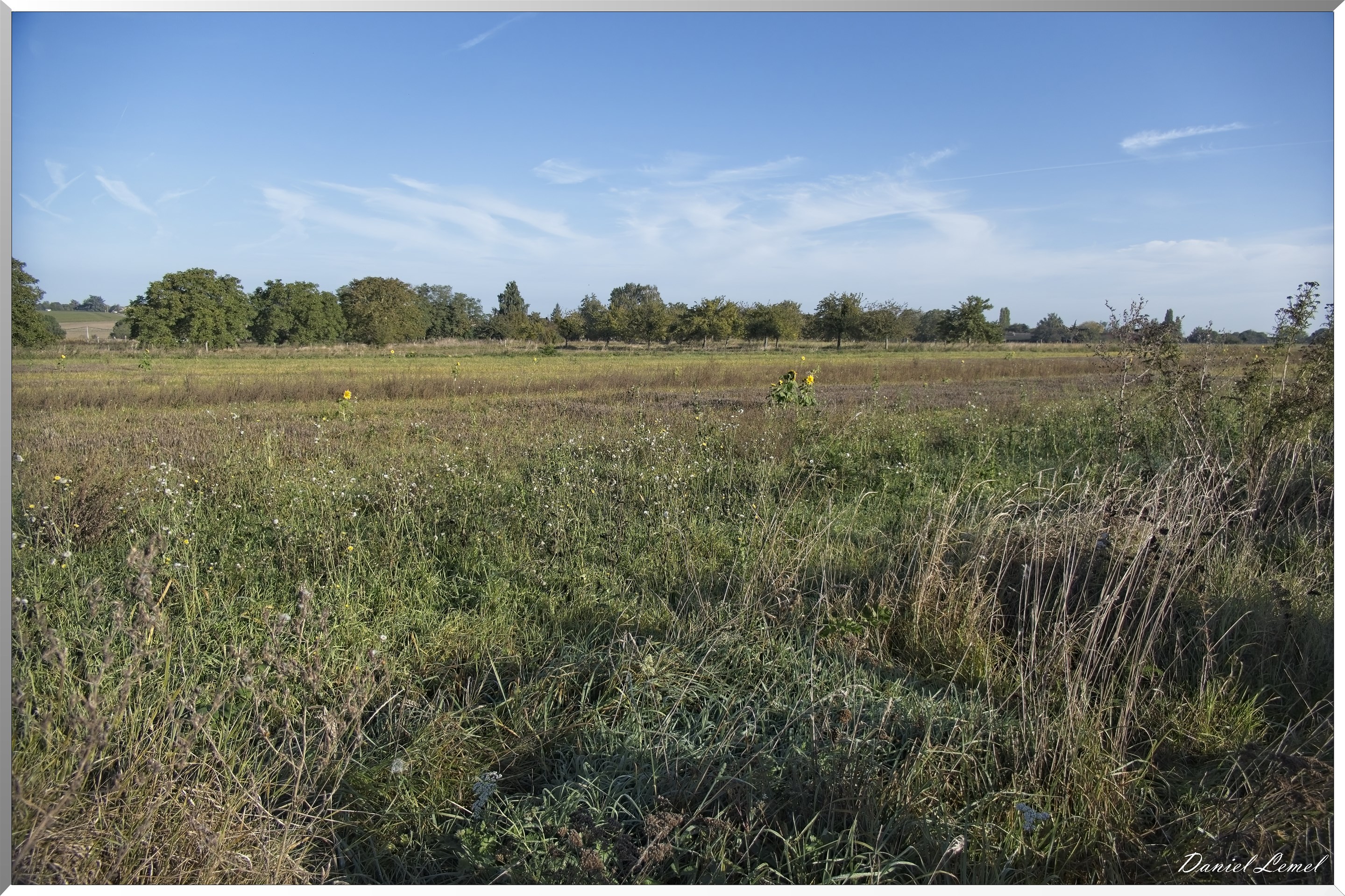 Panilleuse