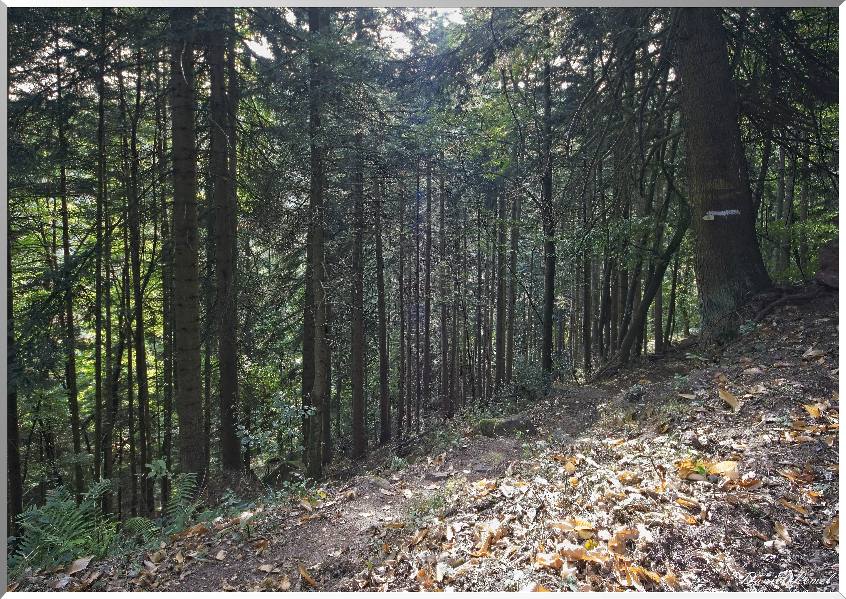 Mont Sainte-Odile