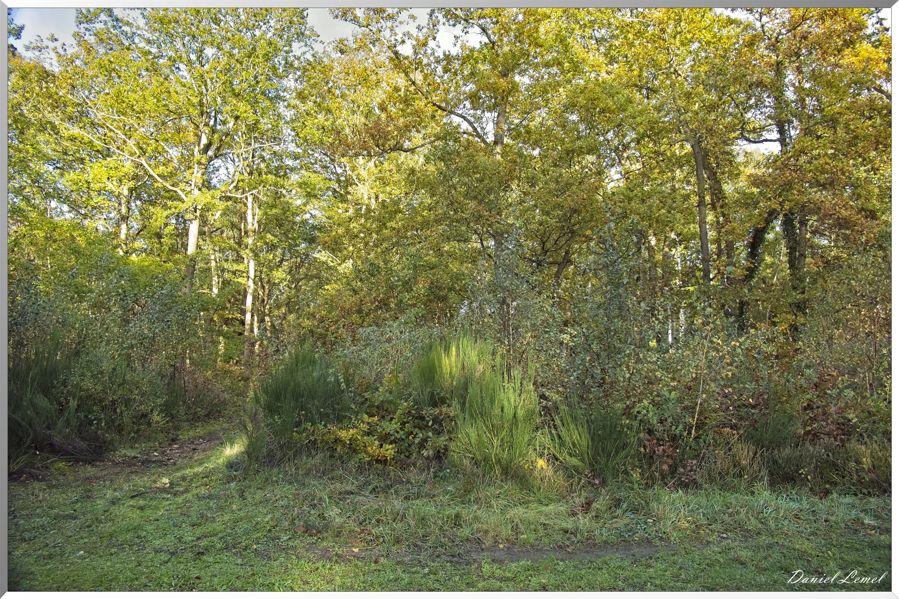 Forêt de Vernon