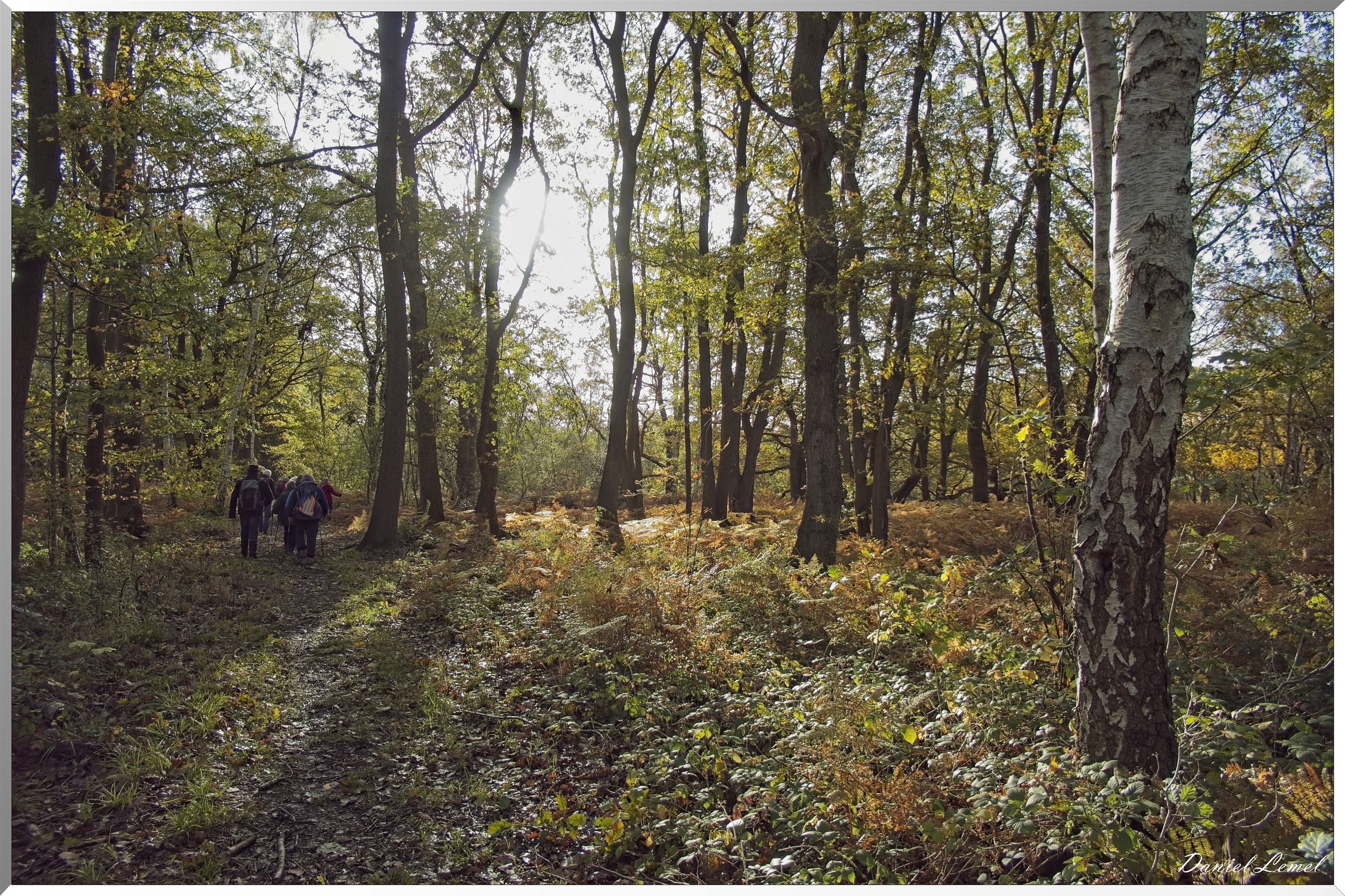 Forêt de Vernon