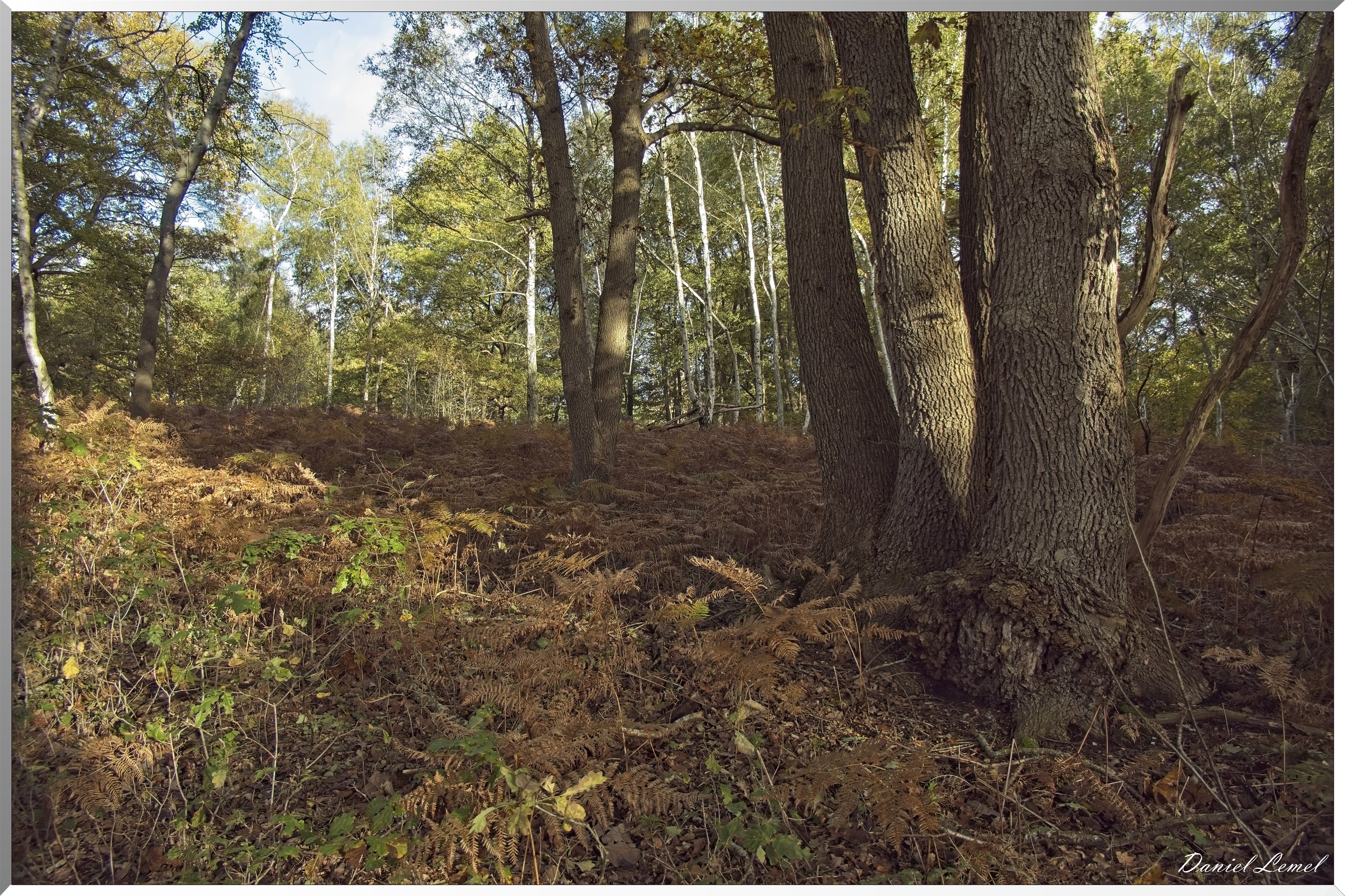 Forêt de Vernon
