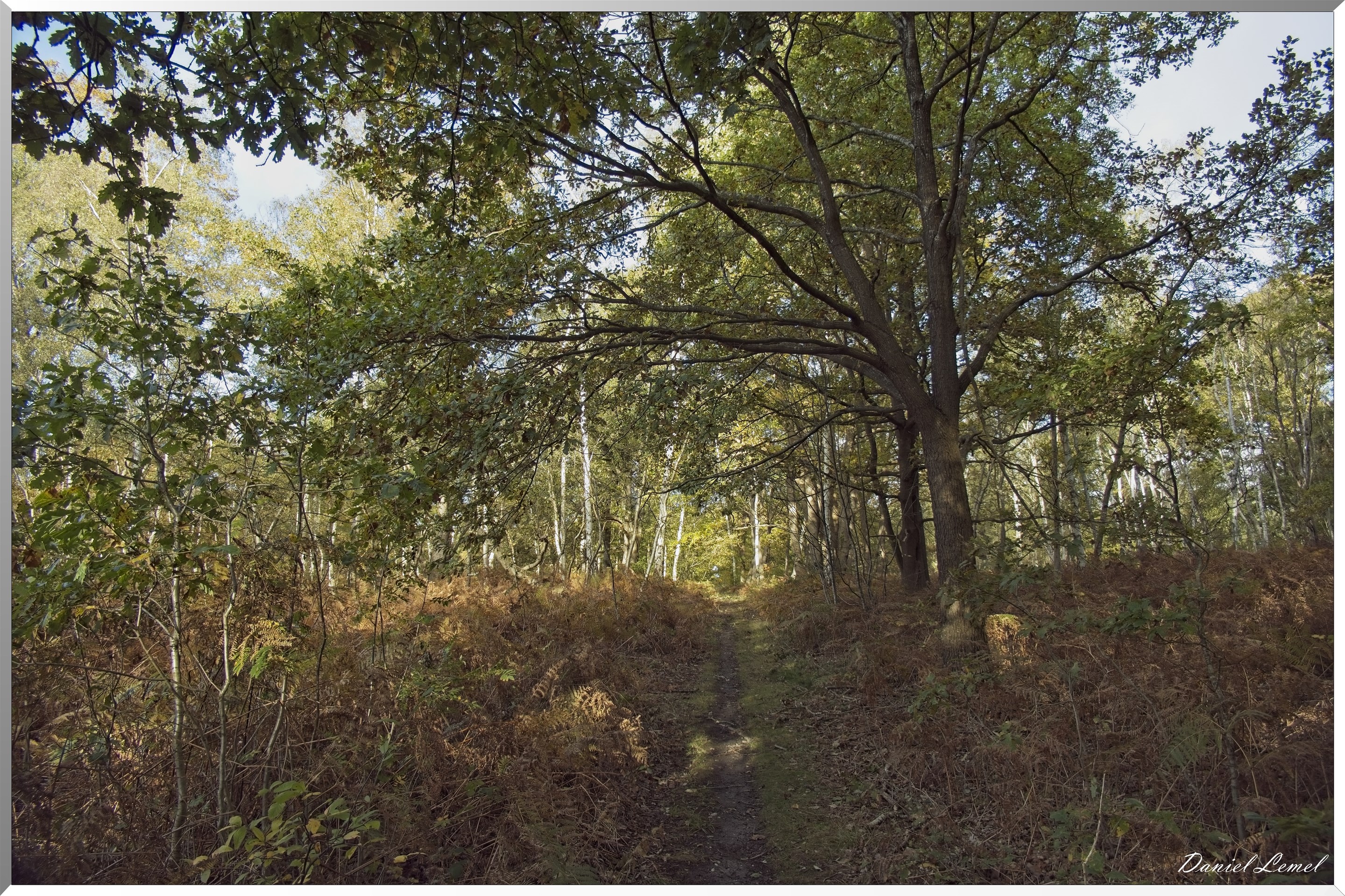 Forêt de Vernon