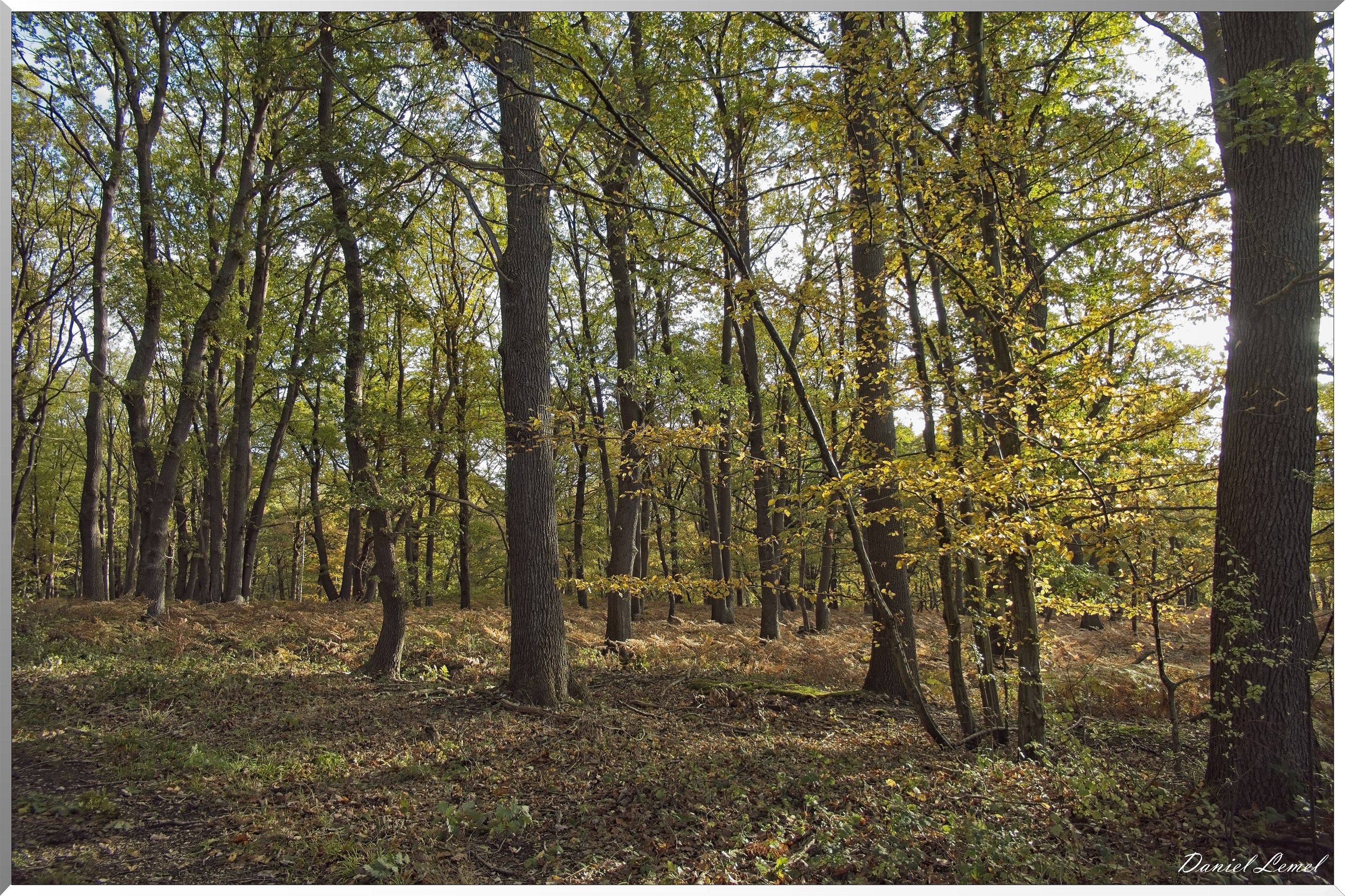Forêt de Vernon