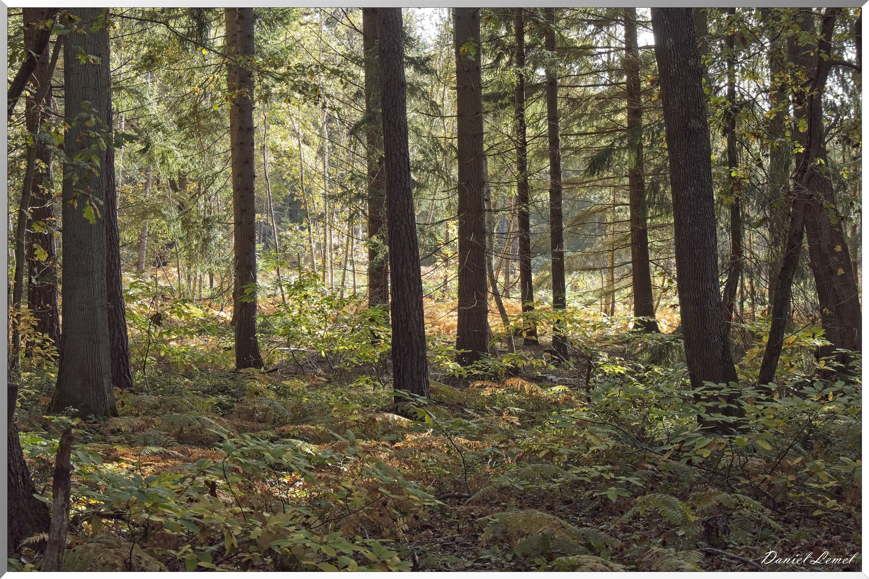 Forêt de Vernon