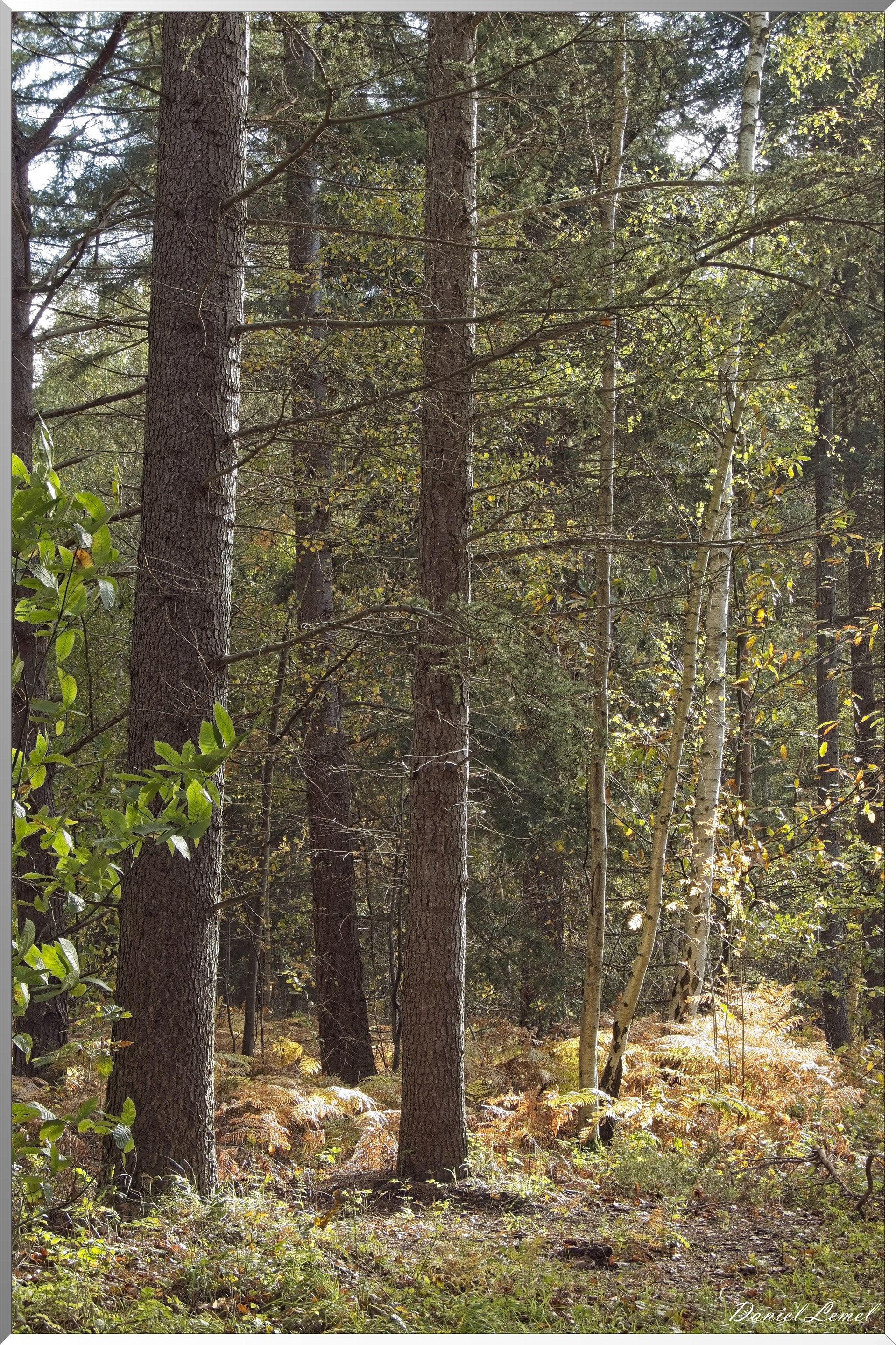 Forêt de Vernon