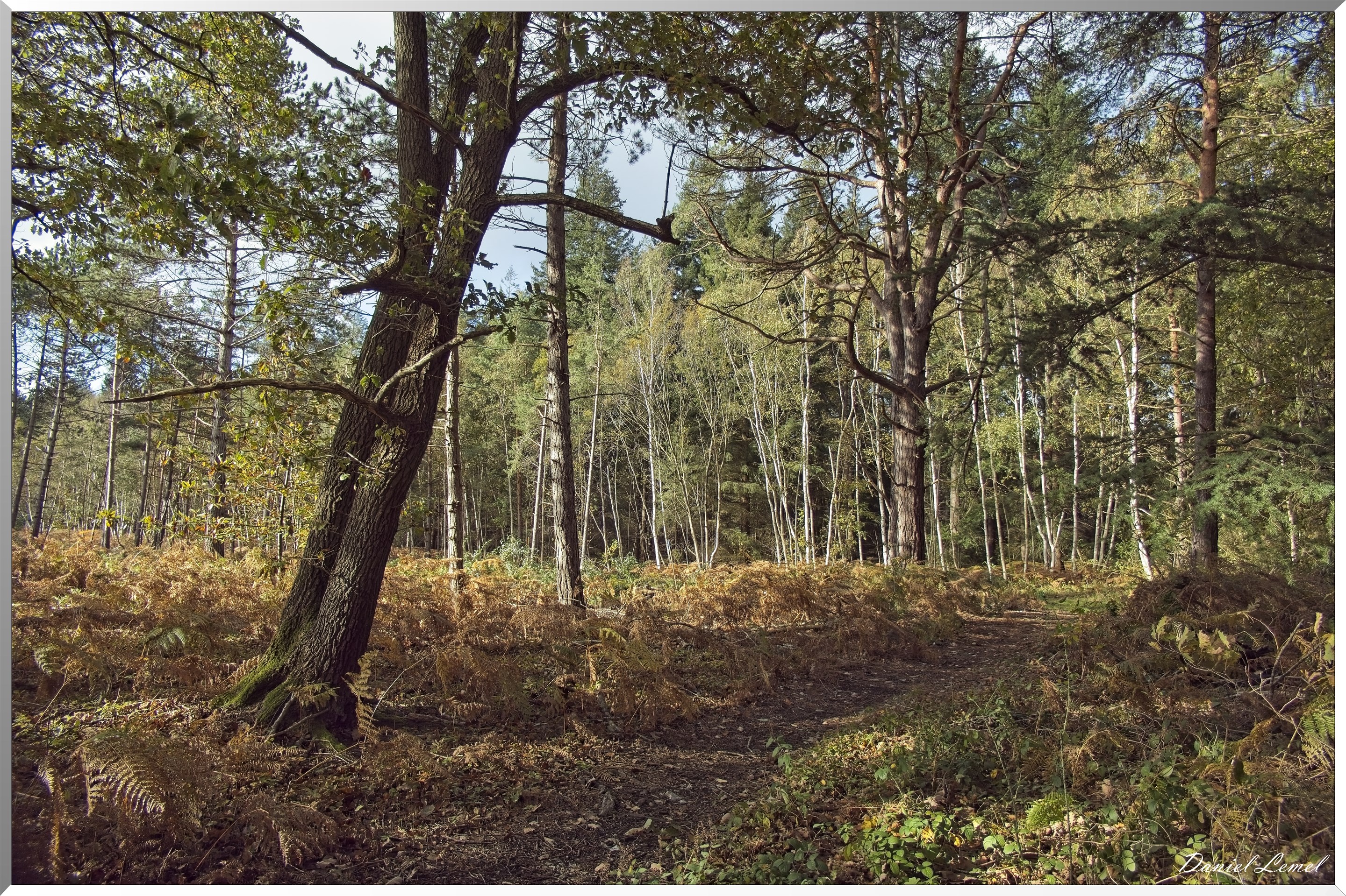 Forêt de Vernon