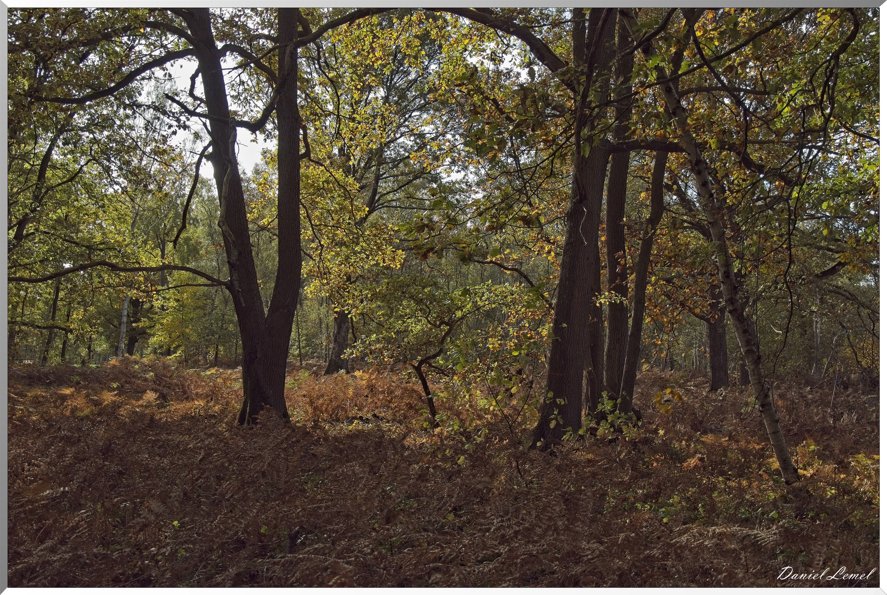 Forêt de Vernon