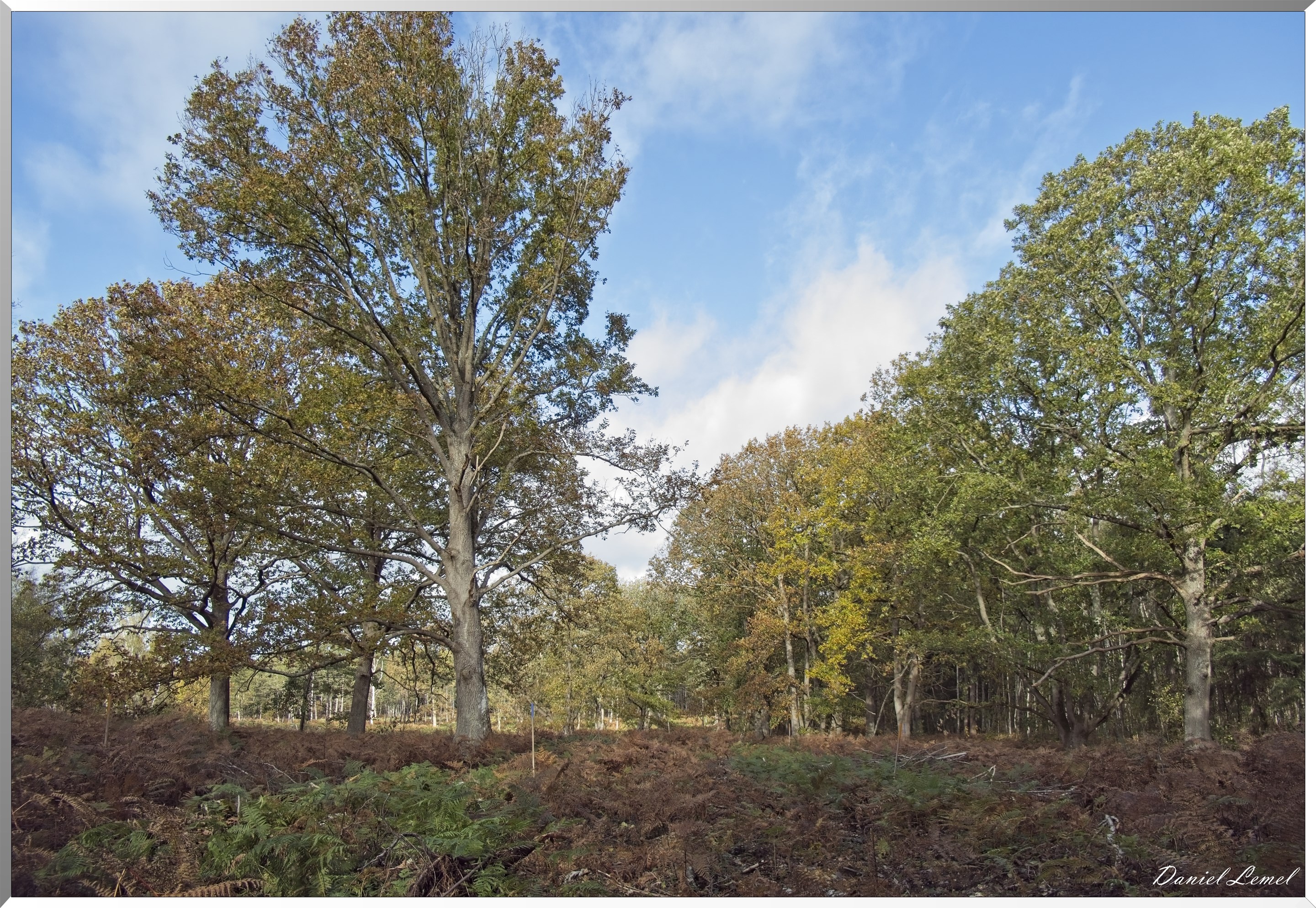 Forêt de Vernon