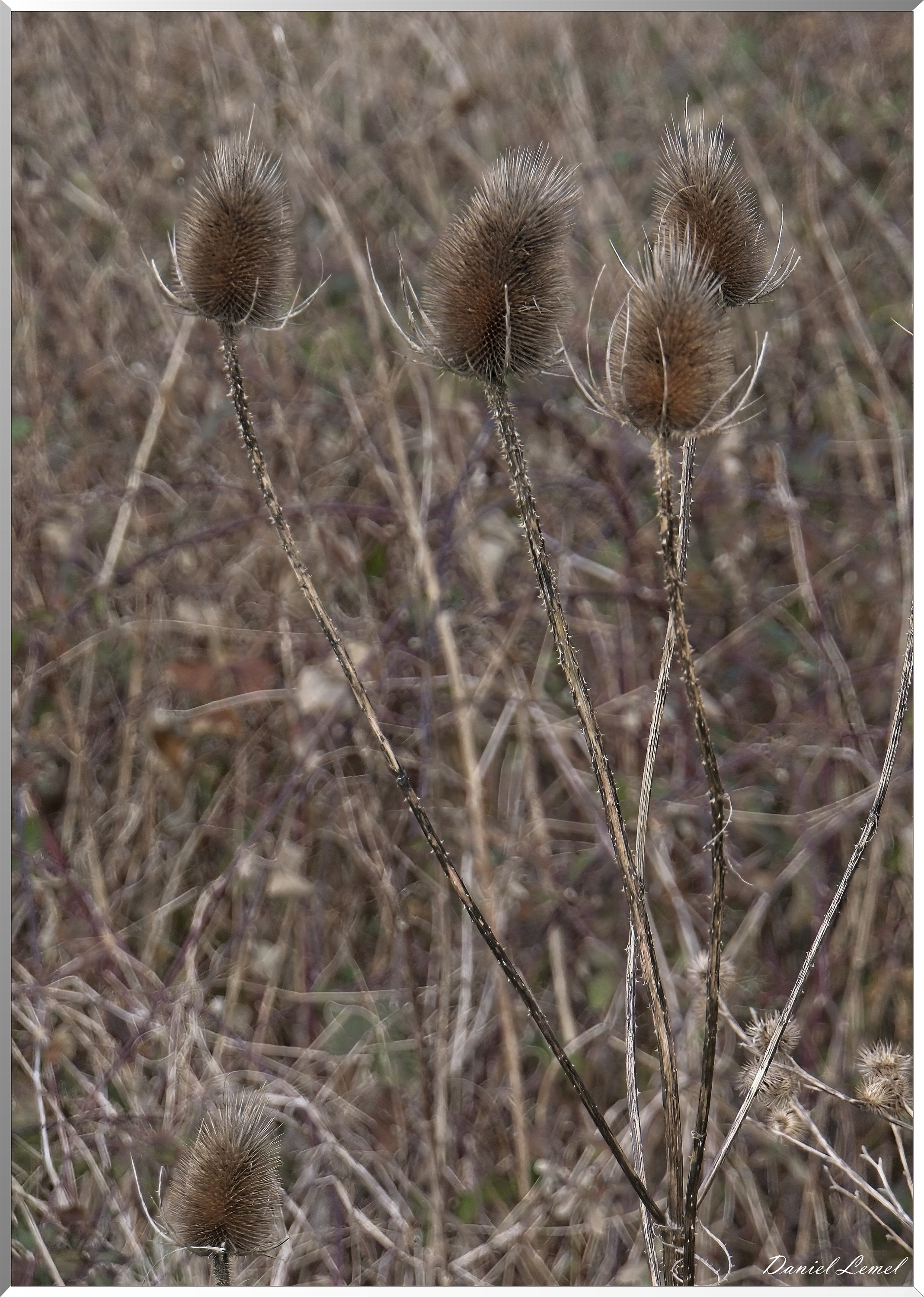 Courcelles-sur-Seine