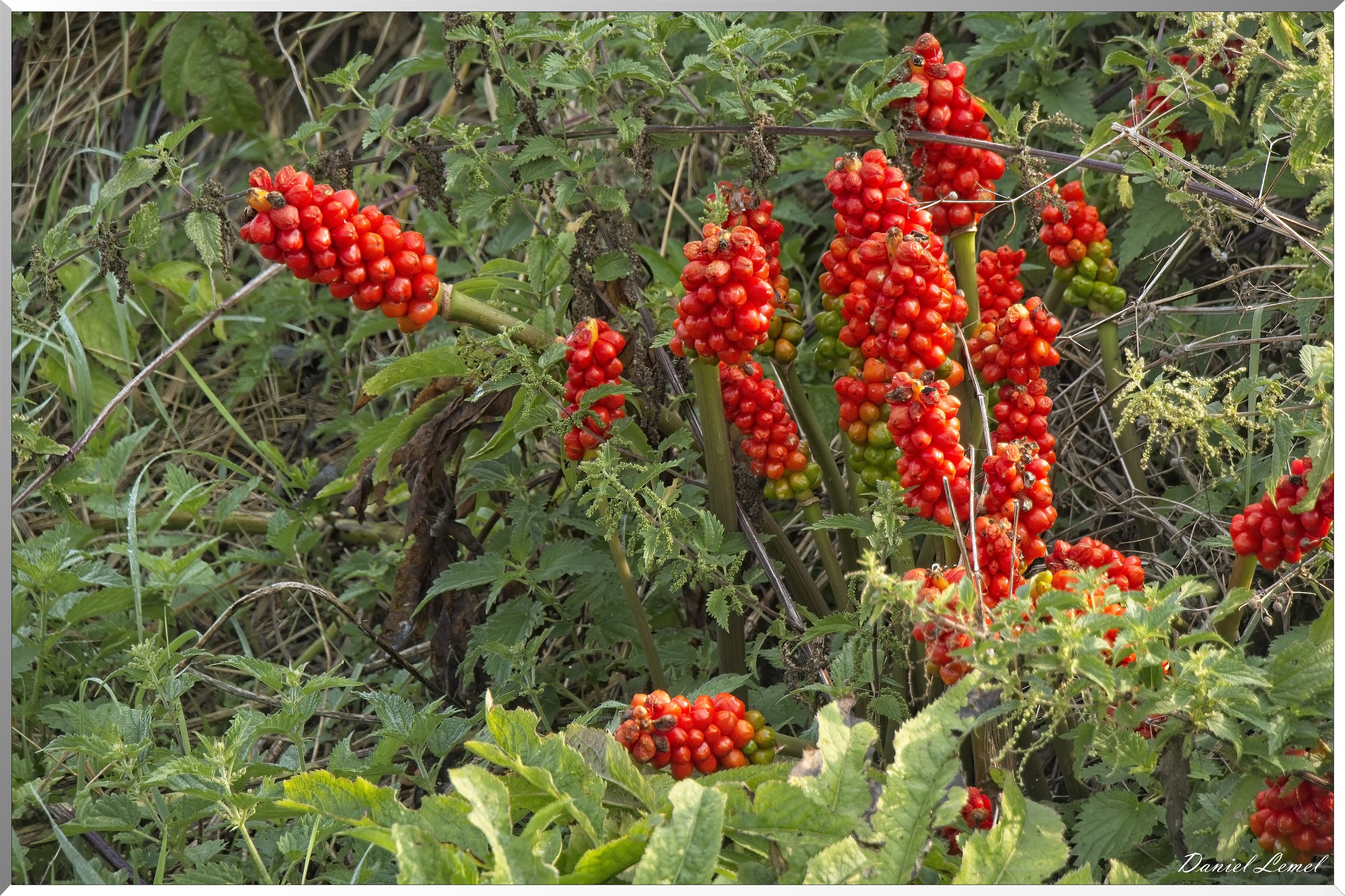 La-Chapelle-Réanville