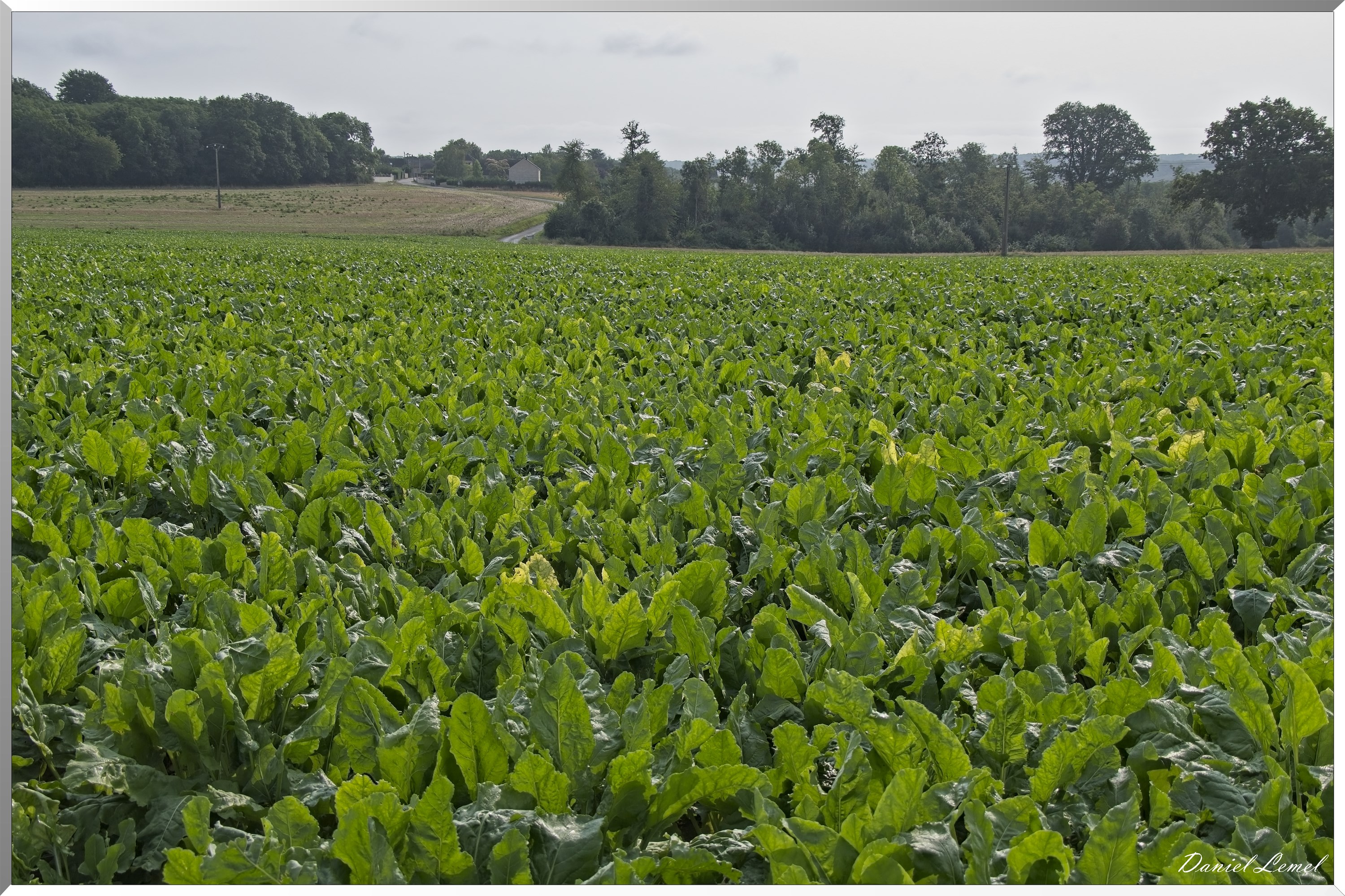 La-Chapelle-Réanville