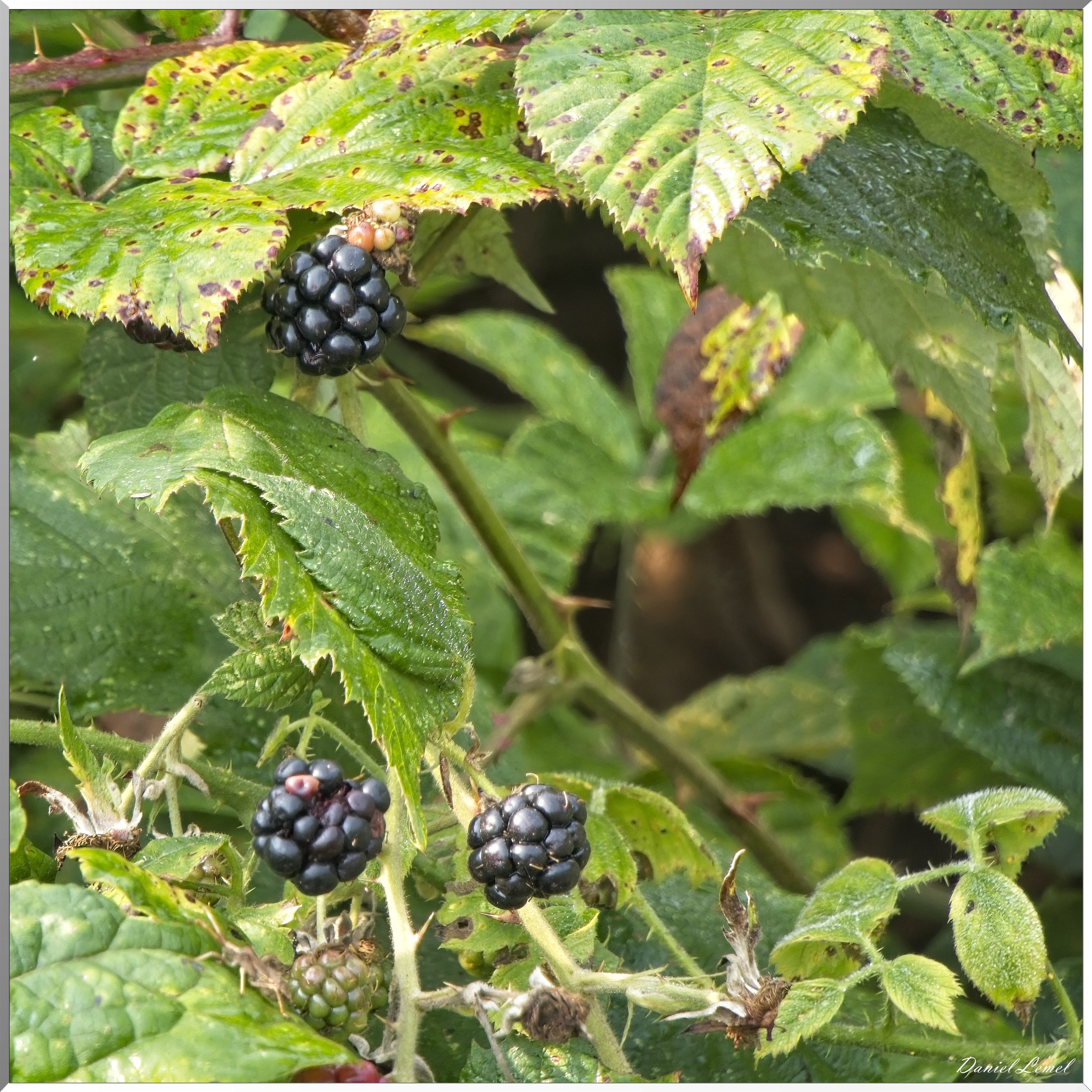 La-Chapelle-Réanville