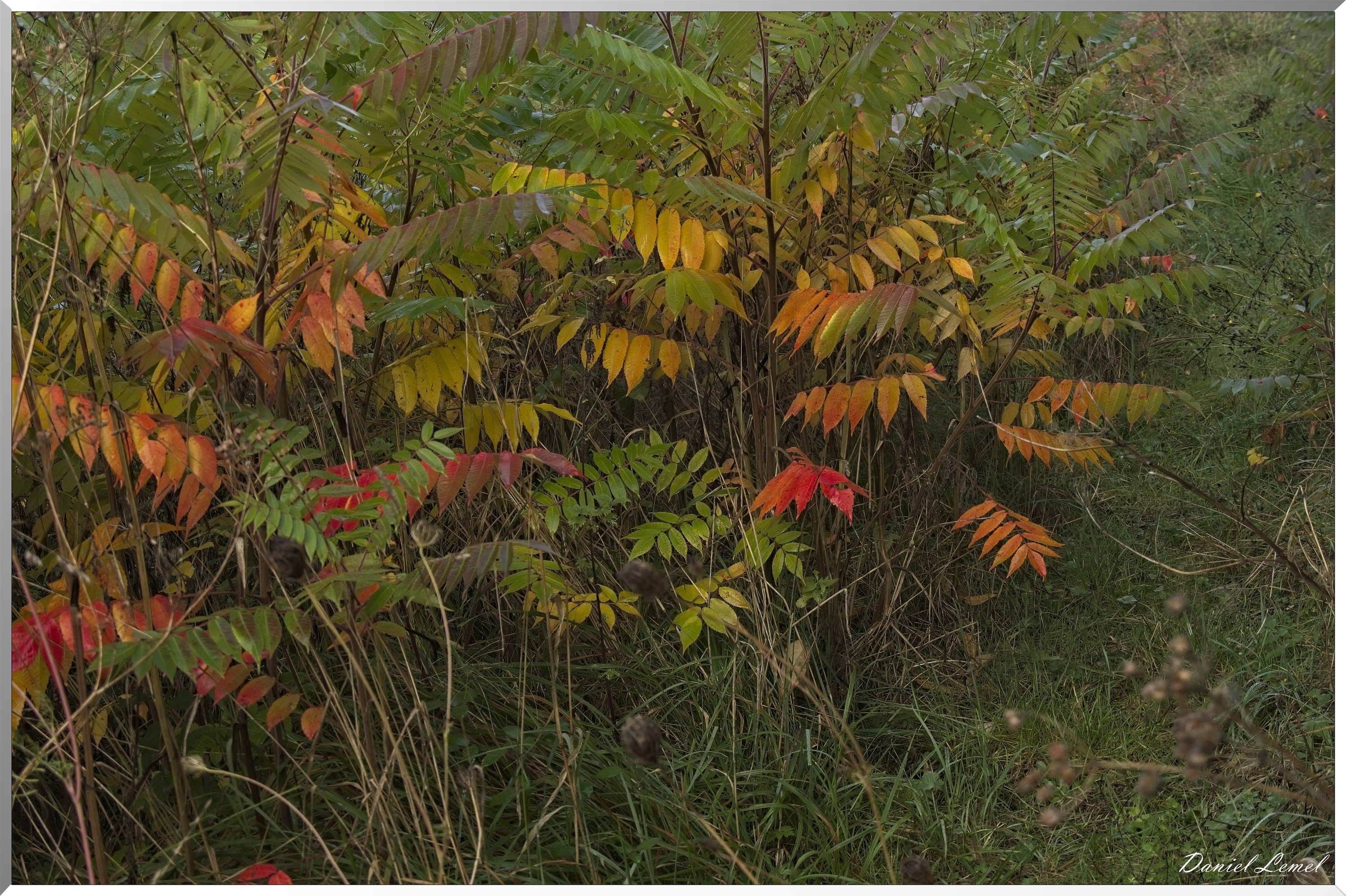Ste-Geneviève-lès-Gasny