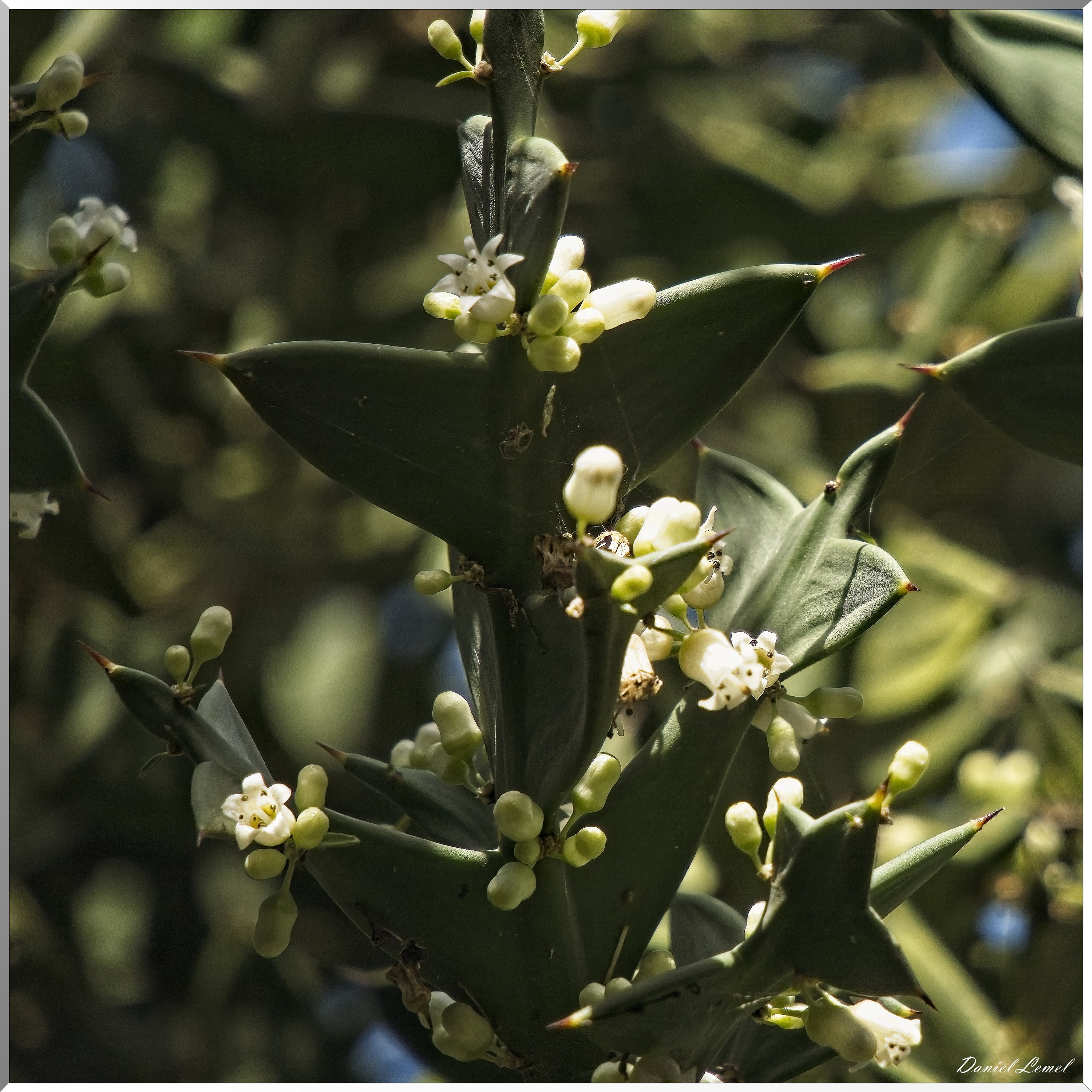  ANA1983W