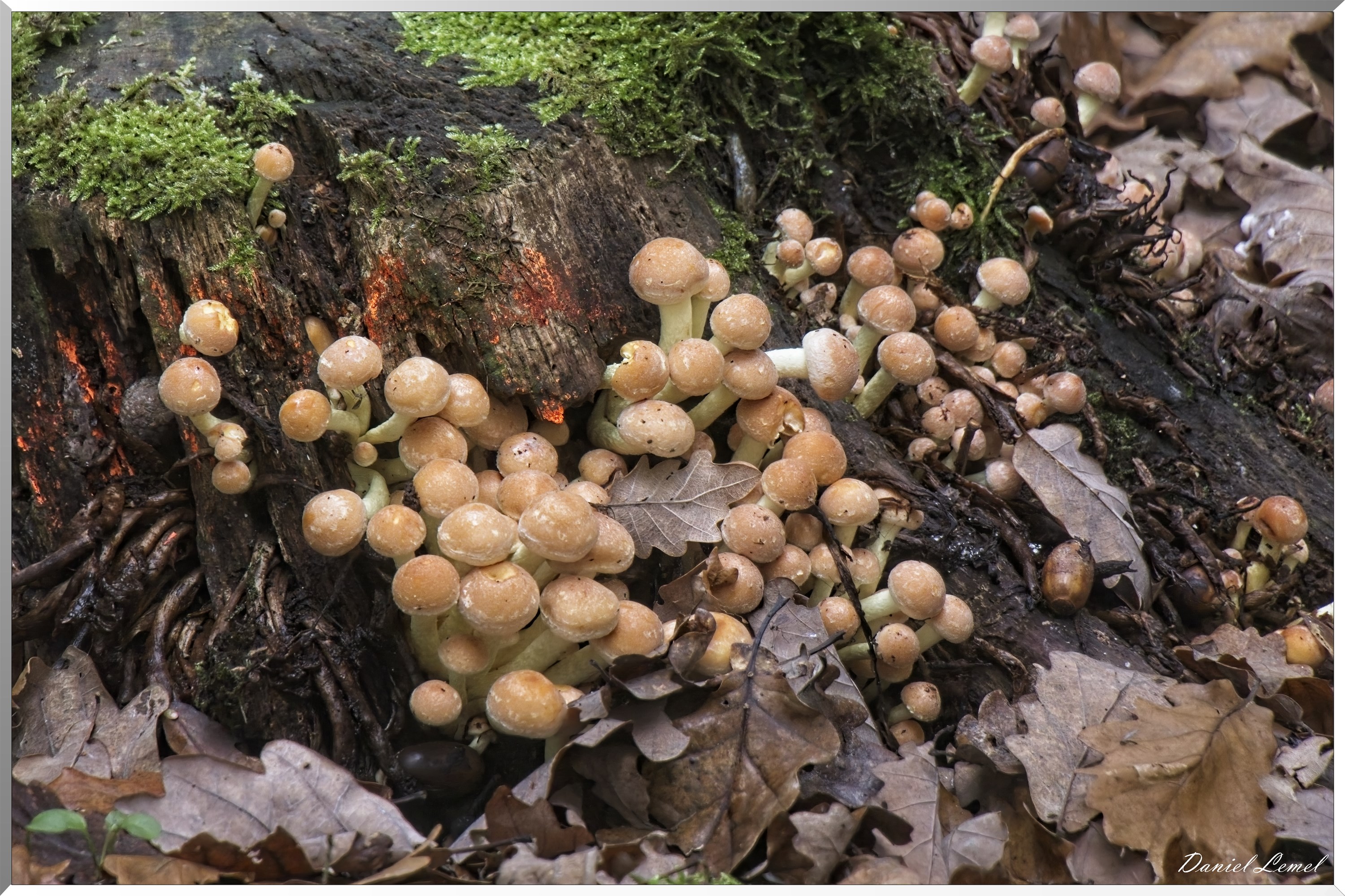 Arboretum de la Roche-Guyon