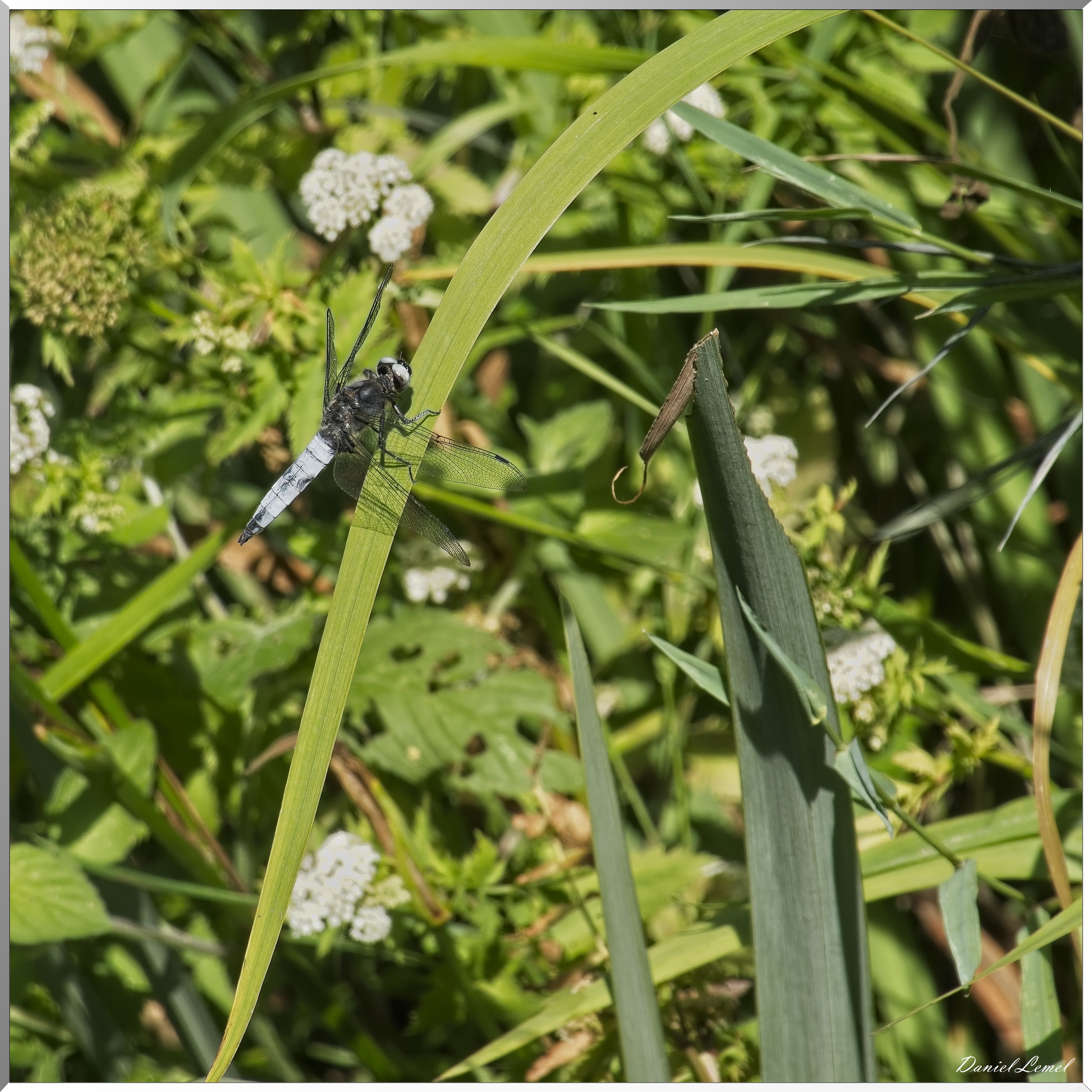 Pressagny-l'Orgueilleux