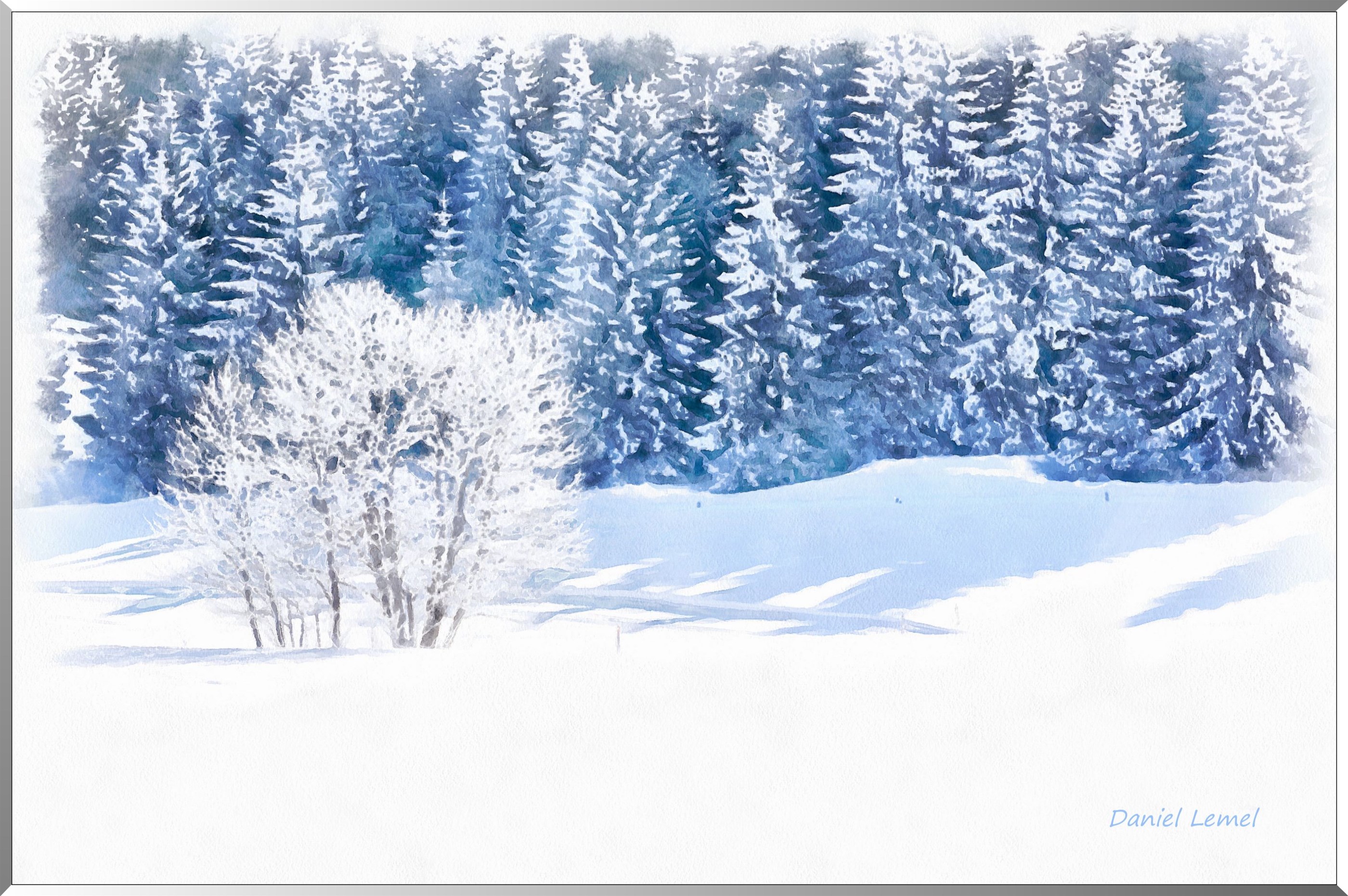 Epicéa sous la neige