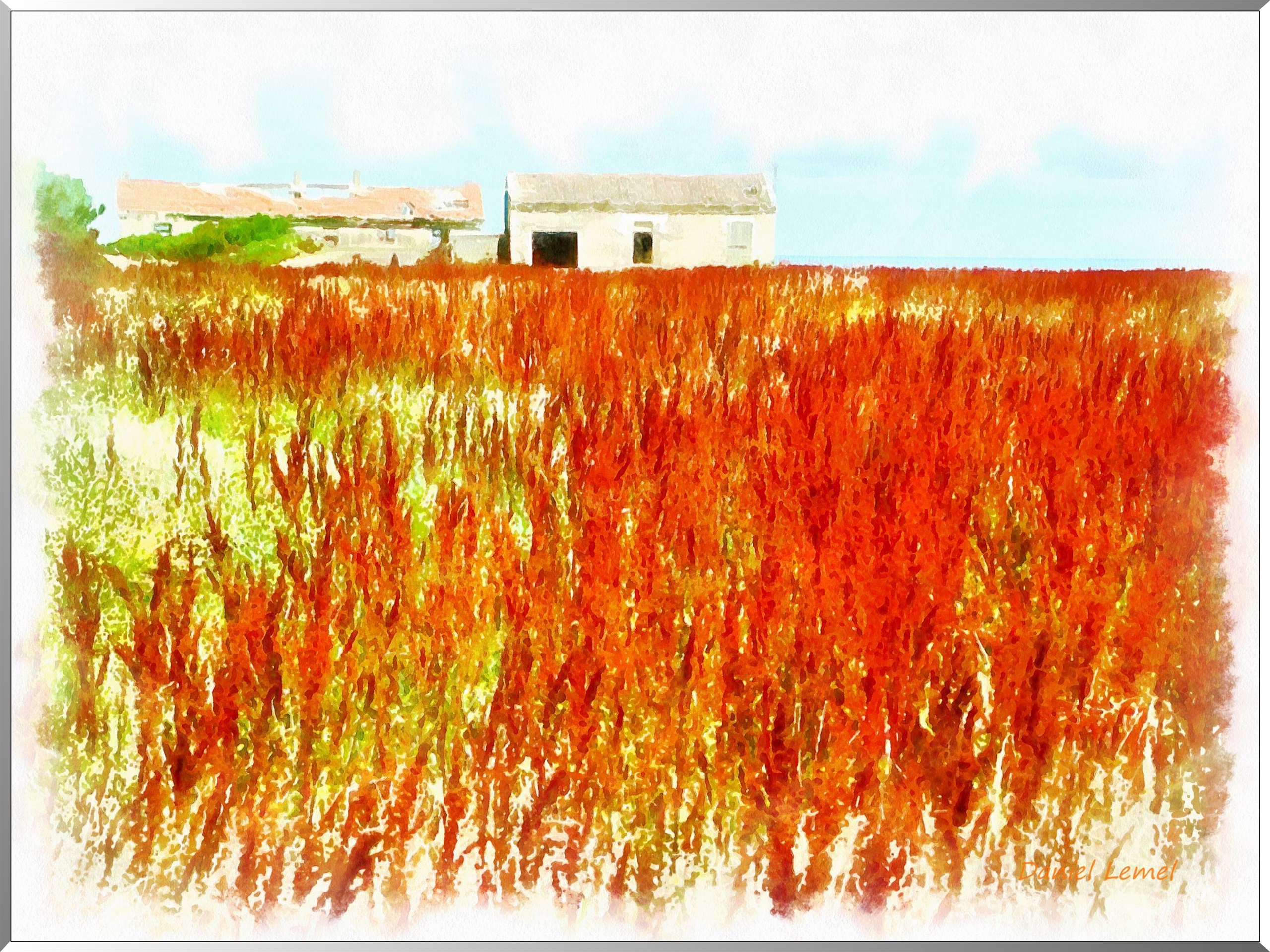 Herbes hautes