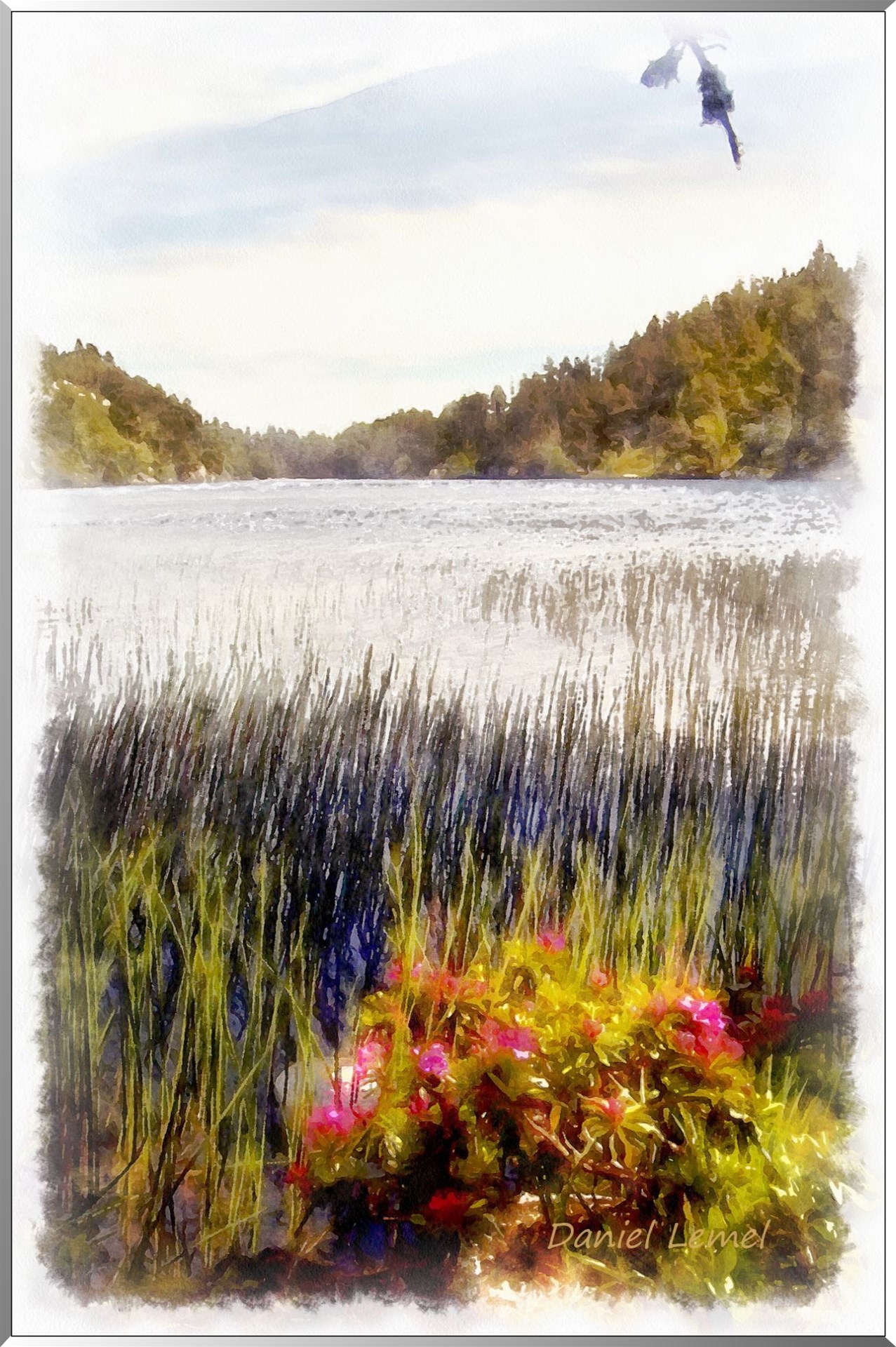 Rhododendrons au bord du lac