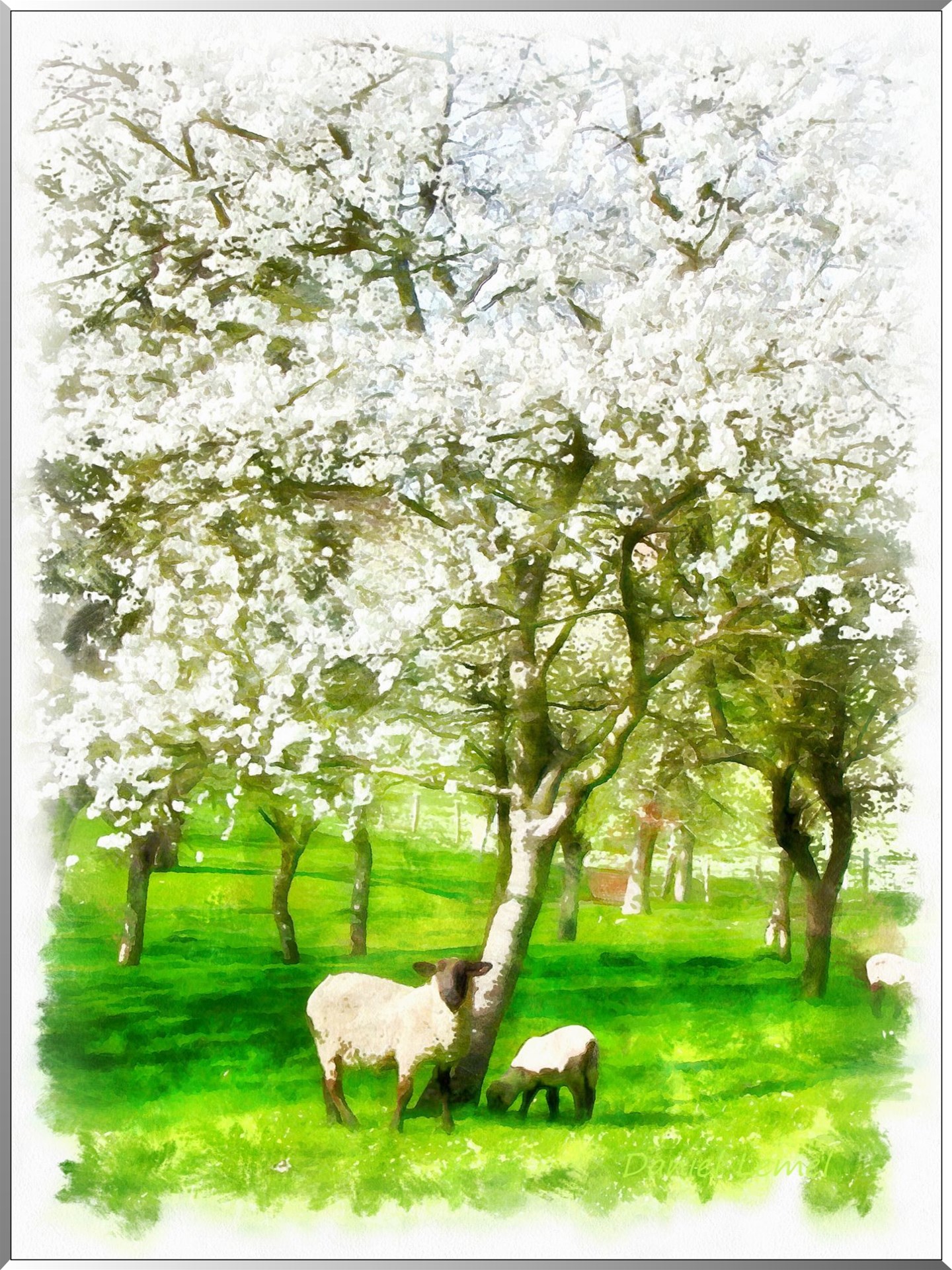 Pommiers en fleurs