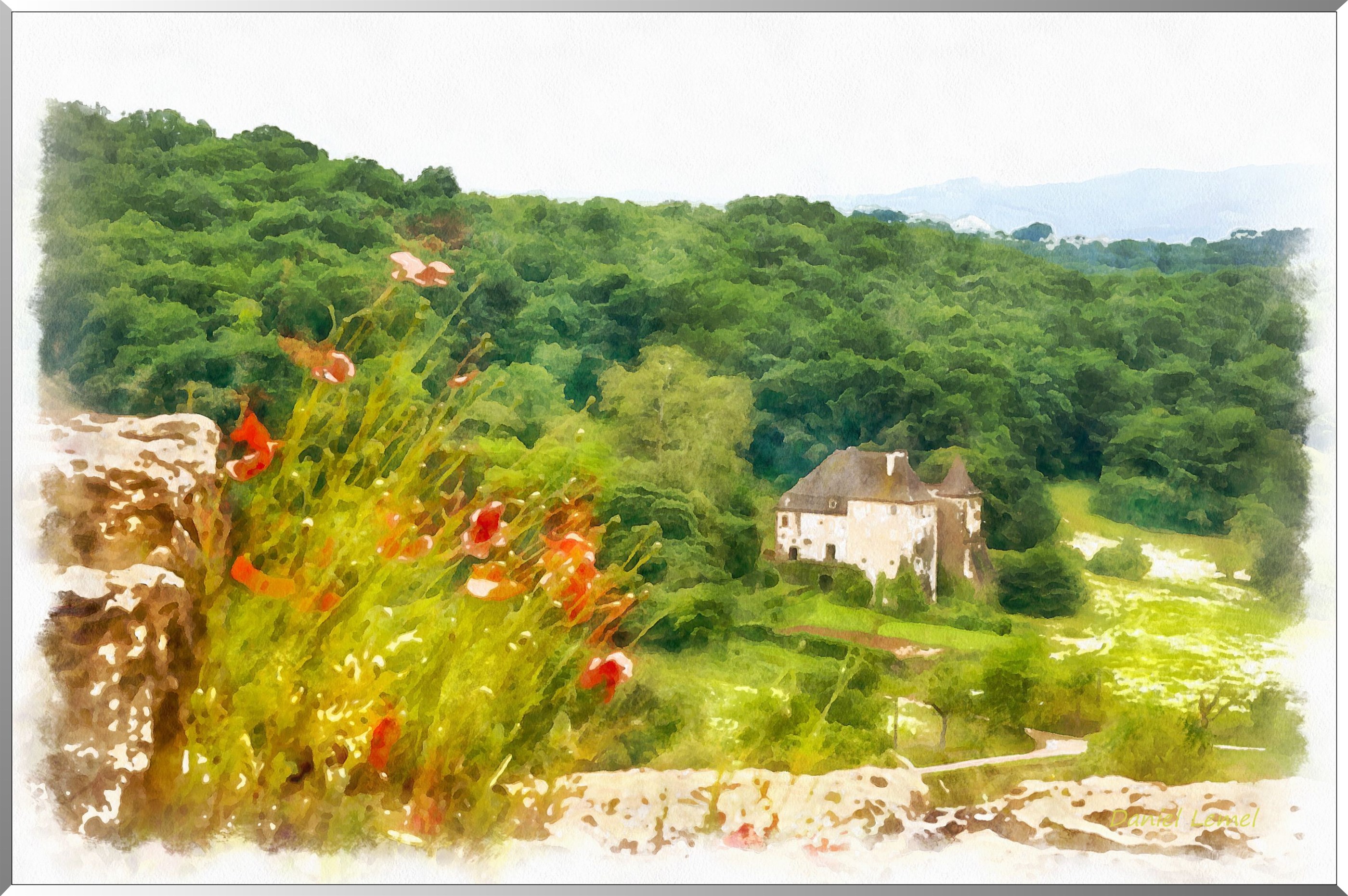 Coquelicots