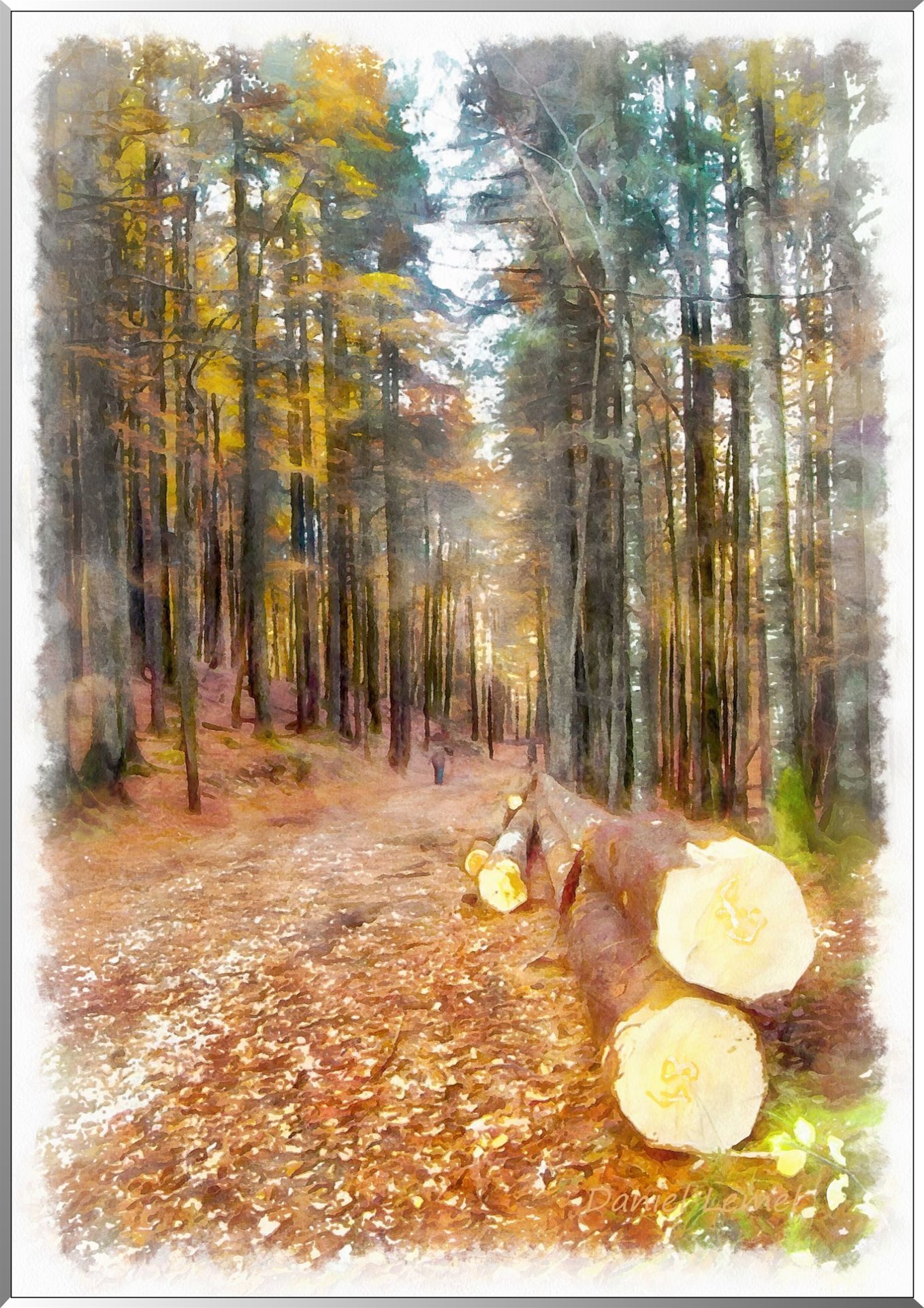 Forêt