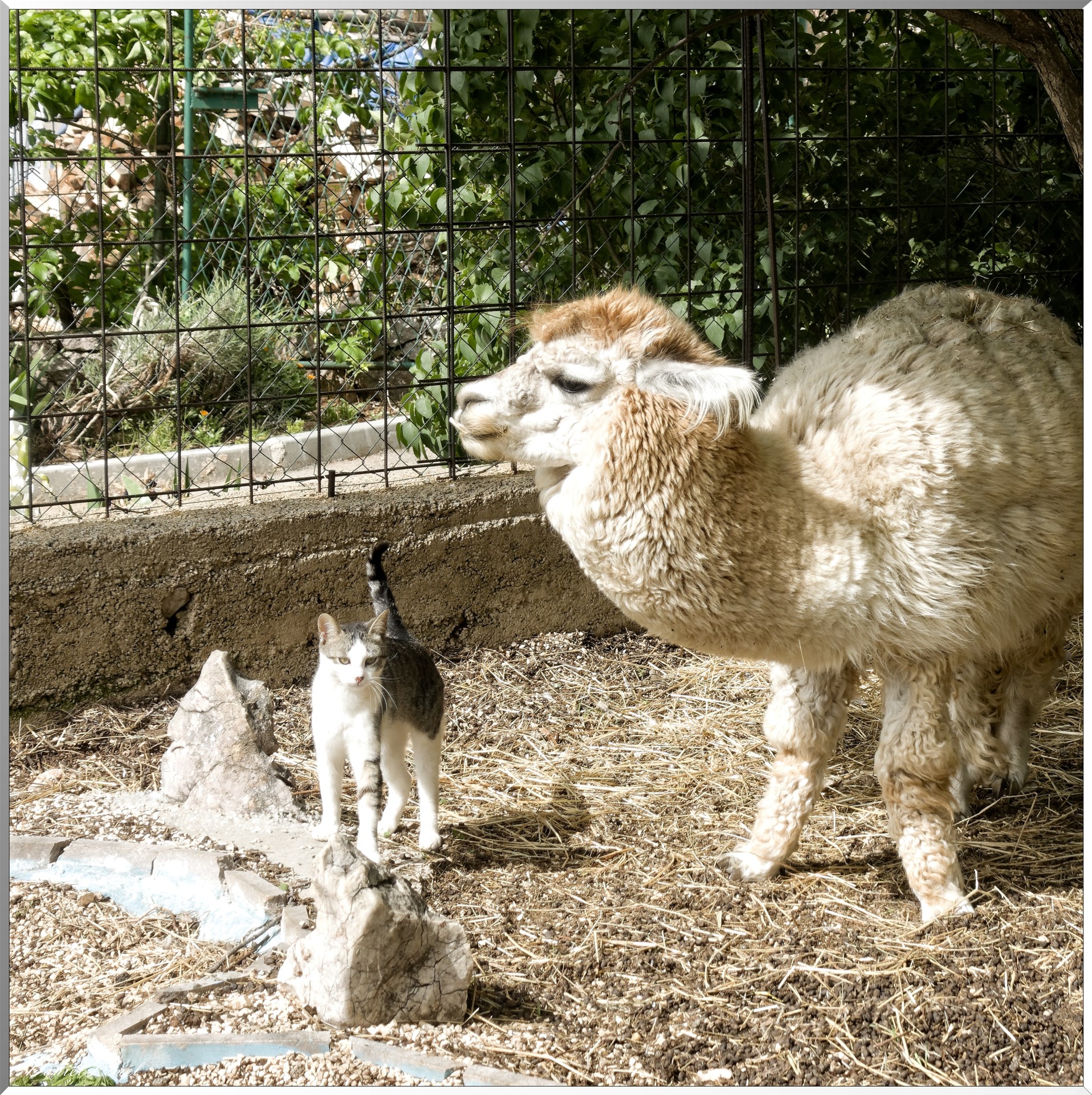 Chat et lama